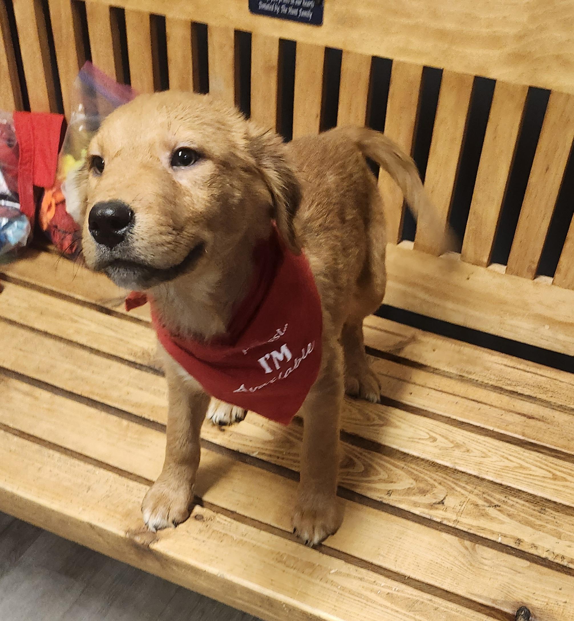 Oatmeal Raisin, an adopted mixed breed in Mansfield, OH image 3/4