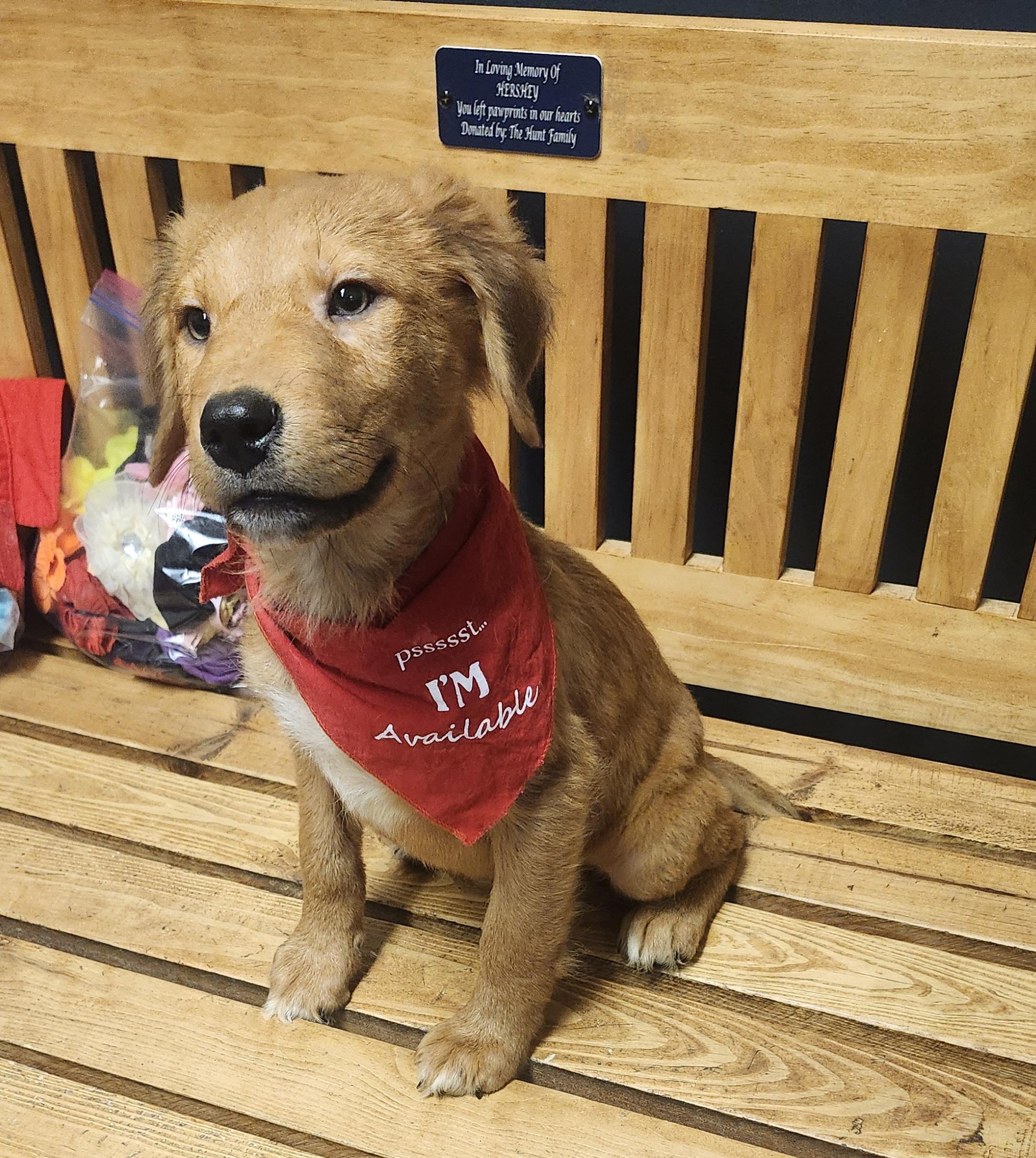 Oatmeal Raisin, adopted, Puppy Male Golden Retriever & Shepherd.