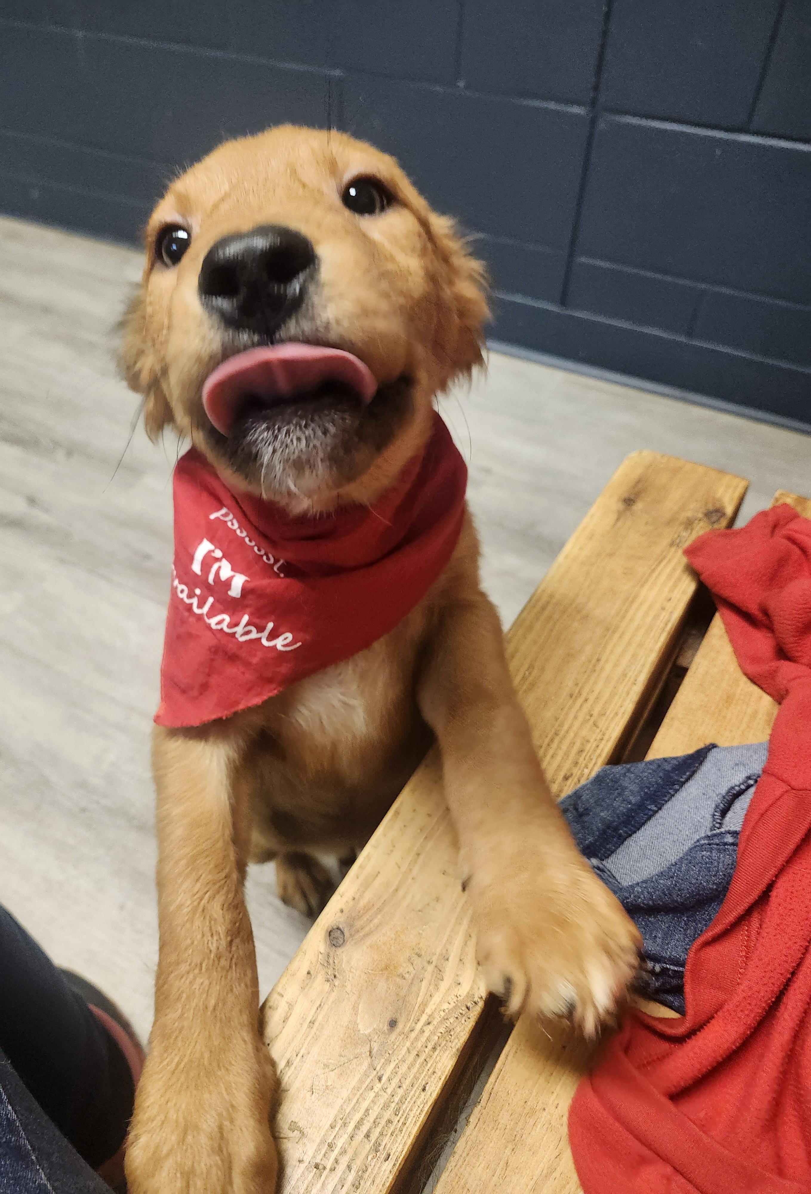 Oatmeal Raisin, an adopted mixed breed in Mansfield, OH image 2/4