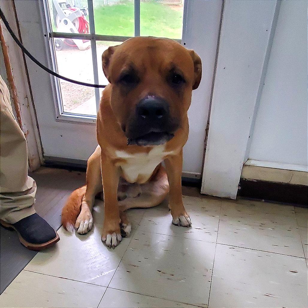 Bear, Adoptable, Adult Male Mastiff & Mixed Breed.