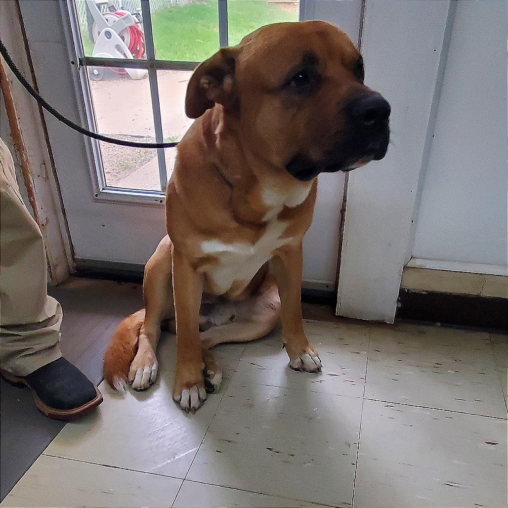 Bear, a Adoptable mixed breed in Denison, TX image 2/6