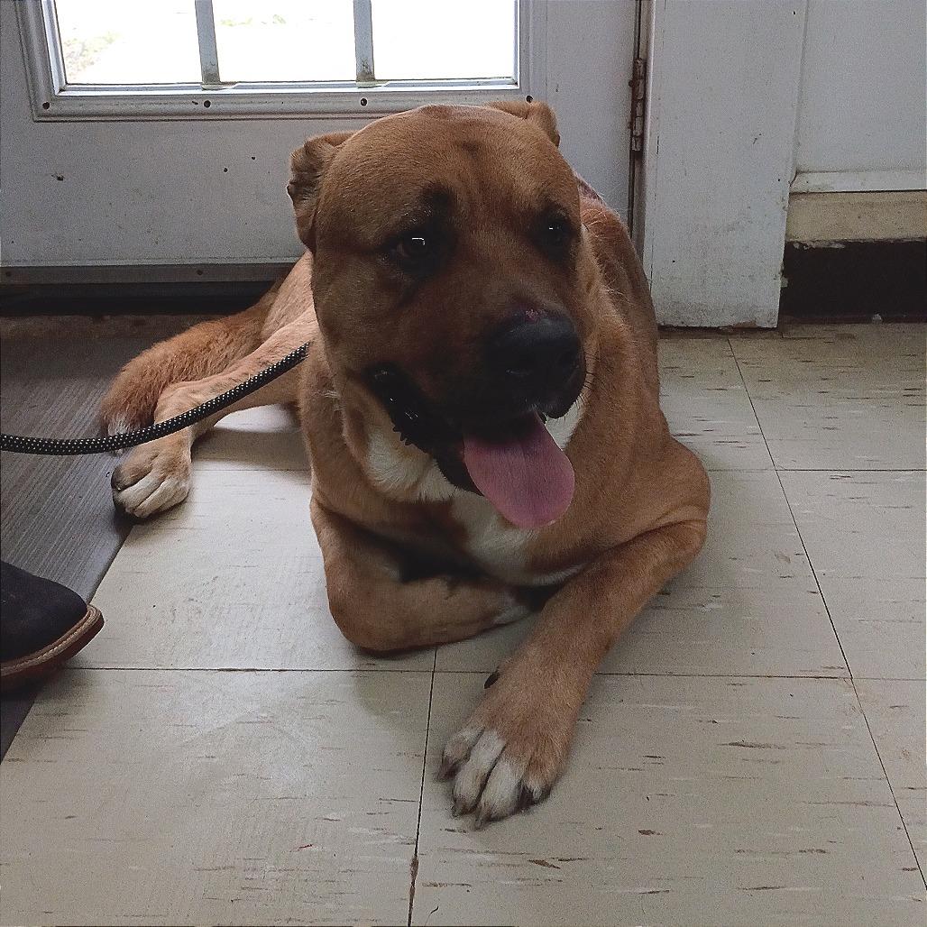 Bear, a Adoptable mixed breed in Denison, TX image 3/6