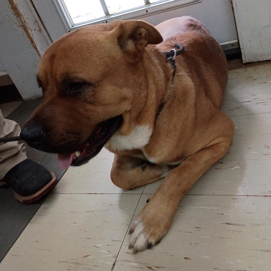 Bear, a Adoptable mixed breed in Denison, TX image 4/6