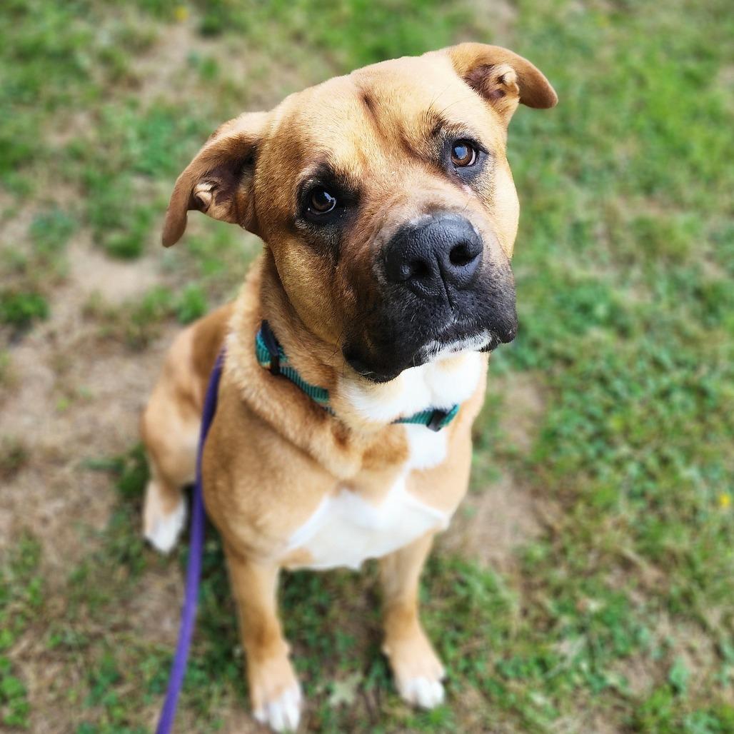 Bear, a Adoptable mixed breed in Denison, TX image 5/6