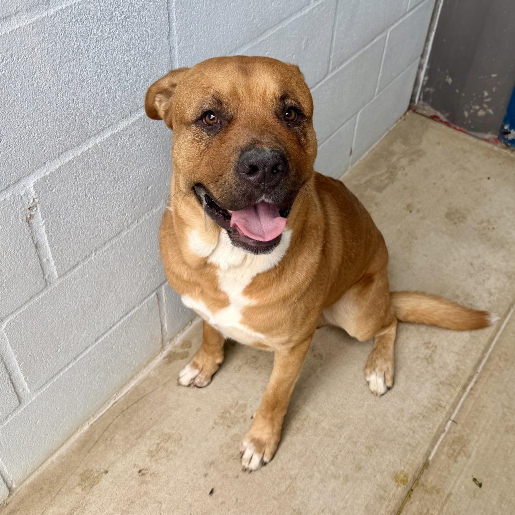 Bear, a Adoptable mixed breed in Denison, TX image 6/6