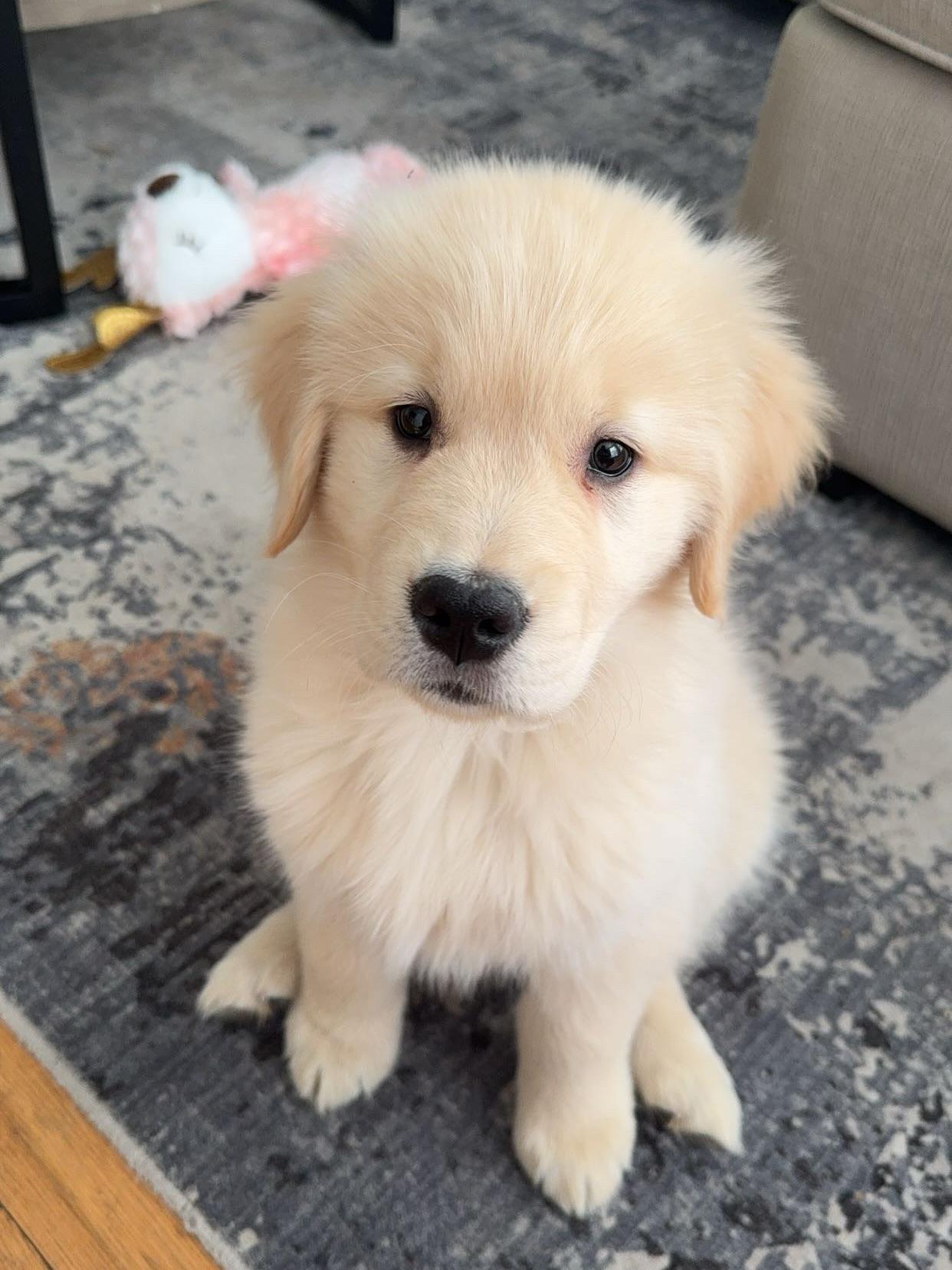 Enlarge Woody, a Adopted Golden Retriever in Woodsfield, OH image 1/1