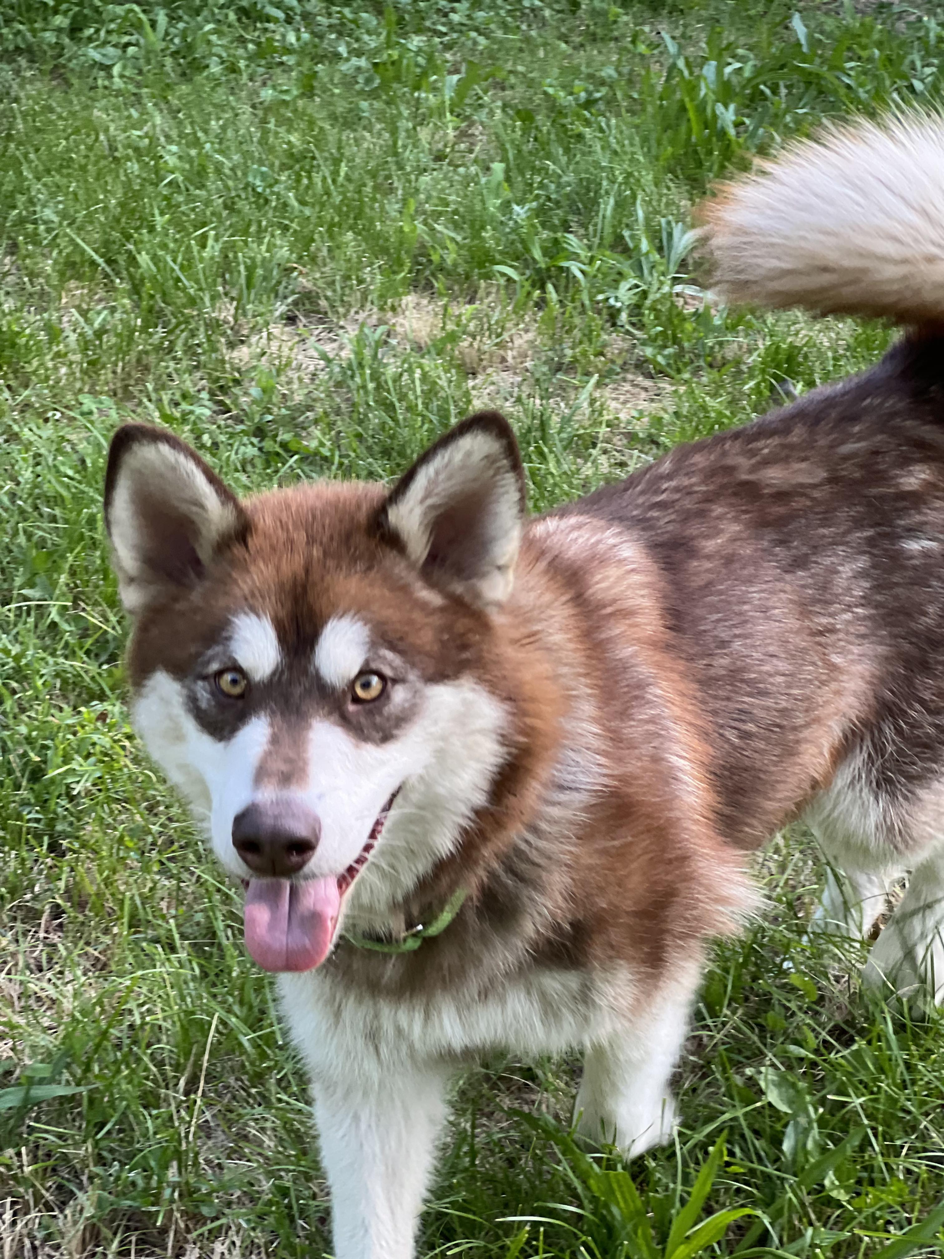 Syncoya, a Adoptable Alaskan Malamute in St. James, MO image 3/6