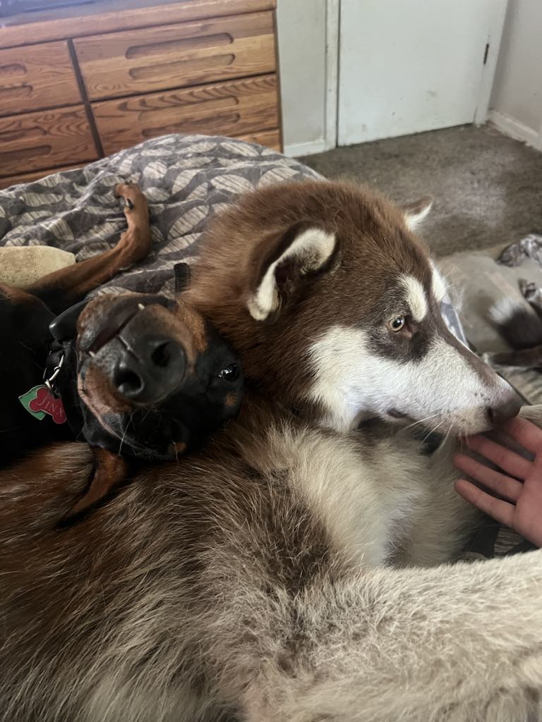 Syncoya, a Adoptable Alaskan Malamute in St. James, MO image 6/6