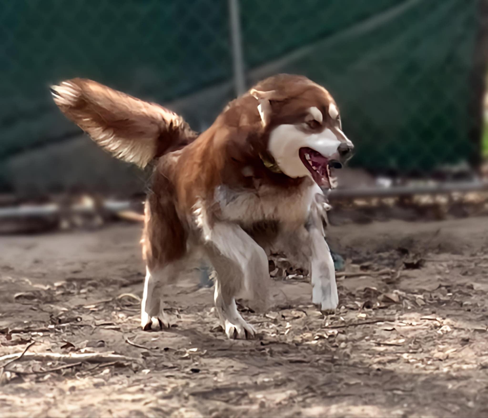 Syncoya, Adoptable, Young Female Alaskan Malamute.