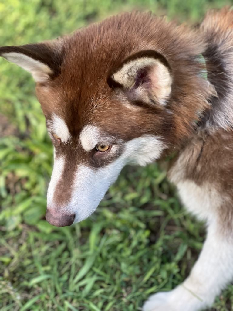 Syncoya, a Adoptable Alaskan Malamute in St. James, MO image 5/6