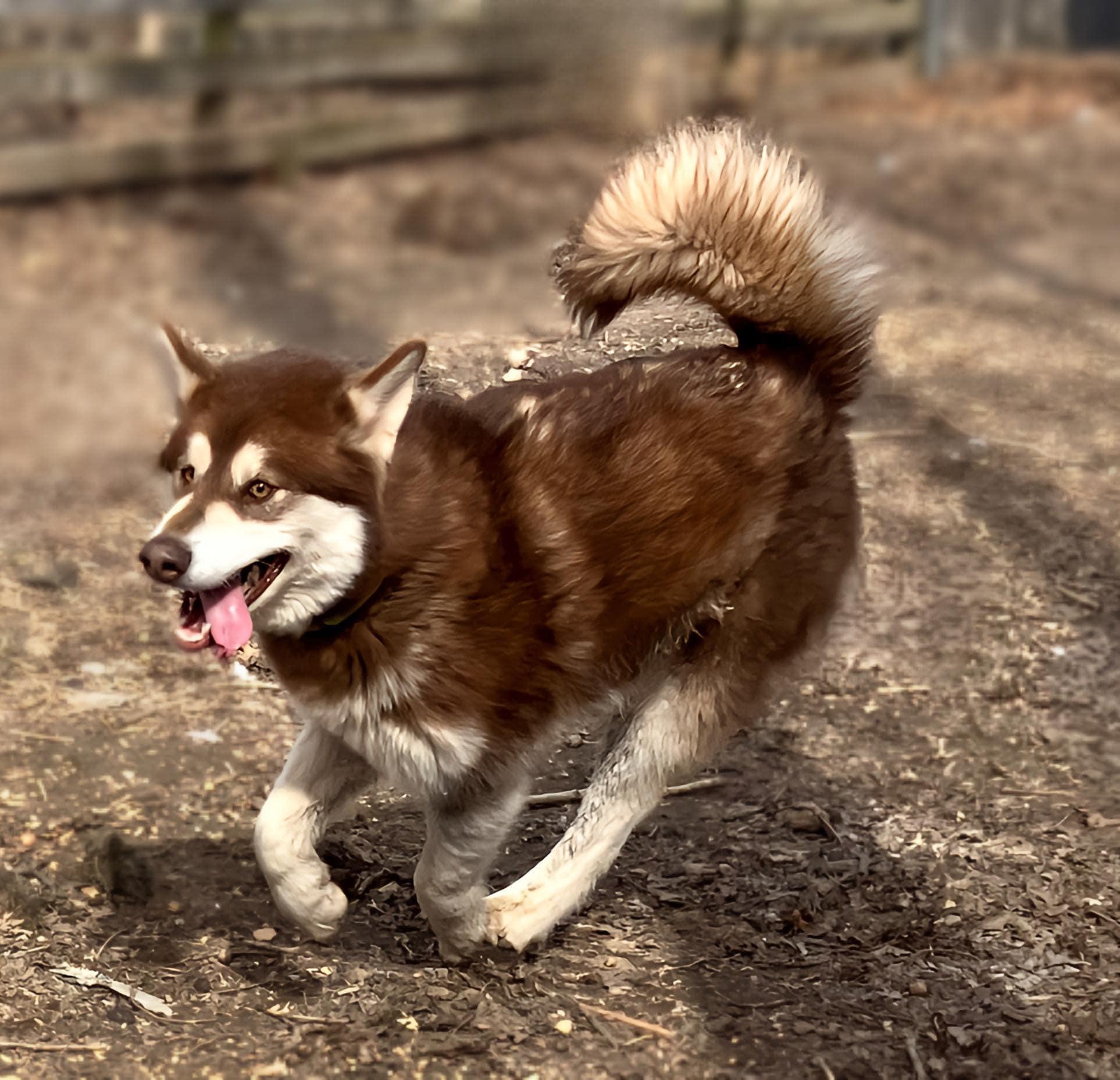 Syncoya, Adoptable, Young Female Alaskan Malamute.