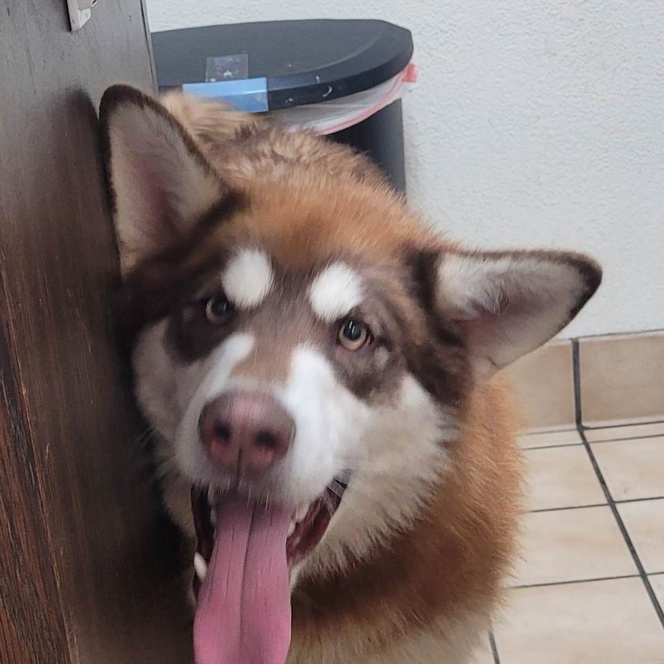 Syncoya, a Adoptable Alaskan Malamute in St. James, MO image 4/6