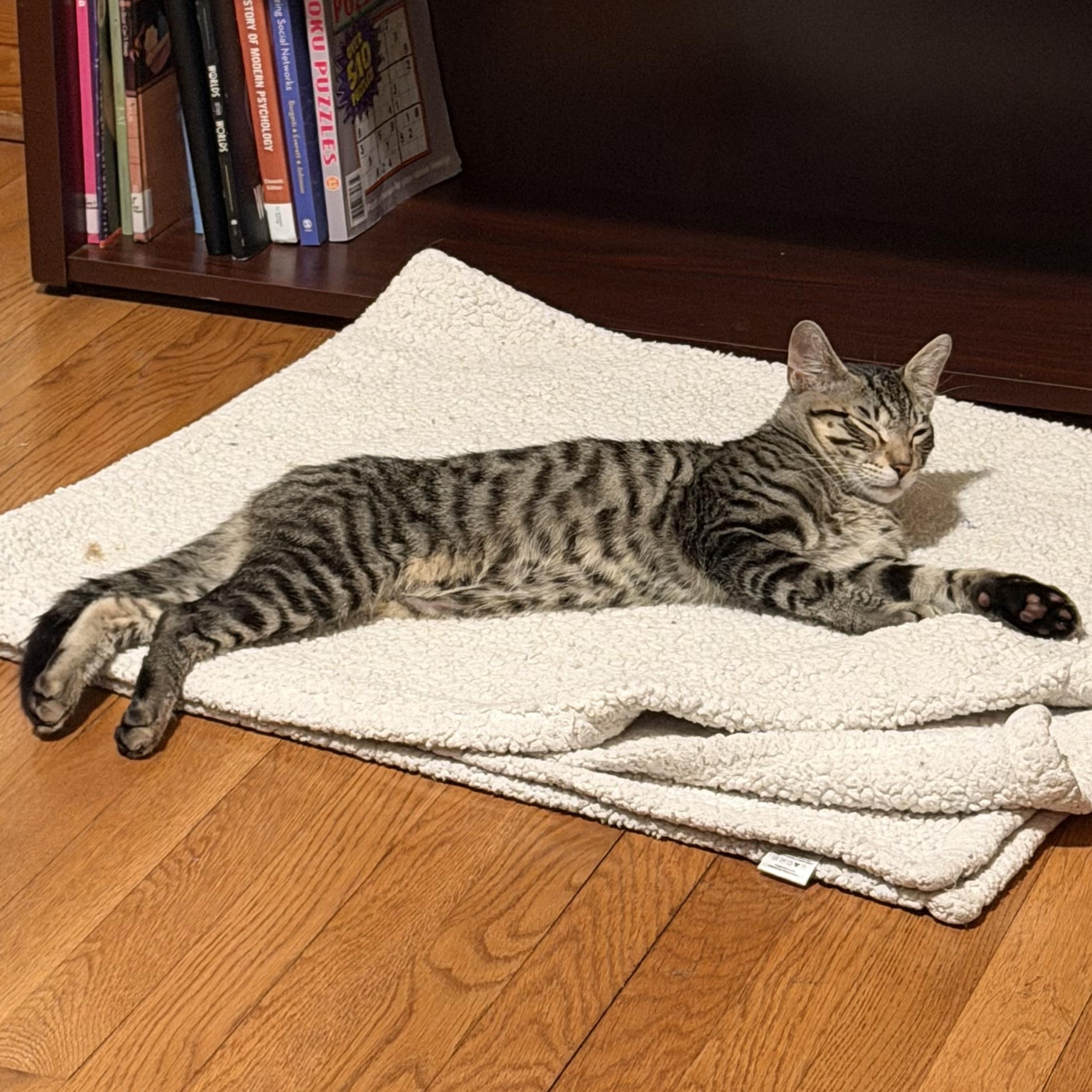 Enlarge Corn Cob, a Adoptable Domestic Short Hair in Saint Charles, MO image 3/4