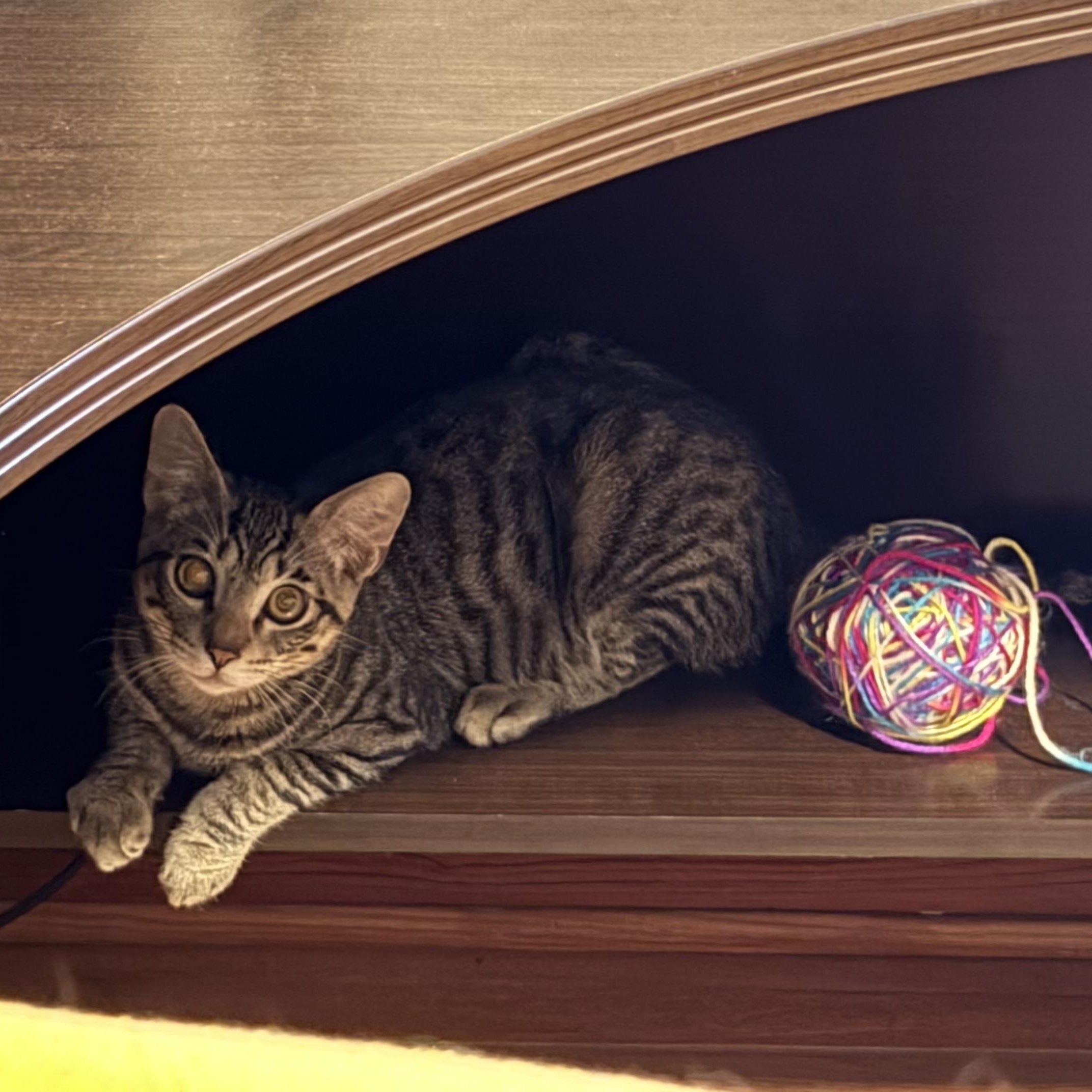 Enlarge Corn Cob, a Adoptable Domestic Short Hair in Saint Charles, MO image 4/4