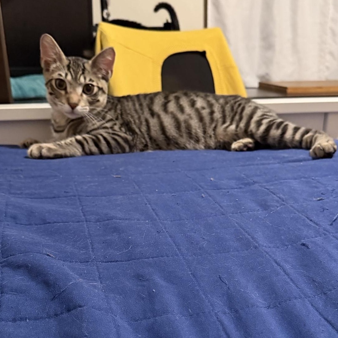 Corn Cob, Adoptable, Kitten Male Domestic Short Hair.