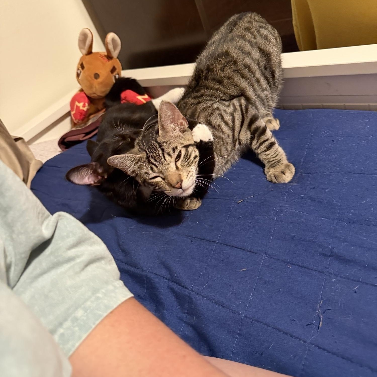 Enlarge Corn Cob, a Adoptable Domestic Short Hair in Saint Charles, MO image 2/4