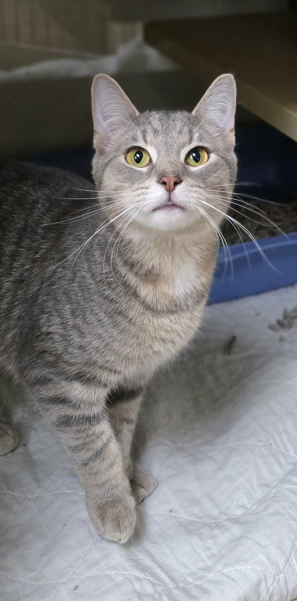 Enlarge Lenny, an adopted Domestic Short Hair in New Castle, PA image 1/4