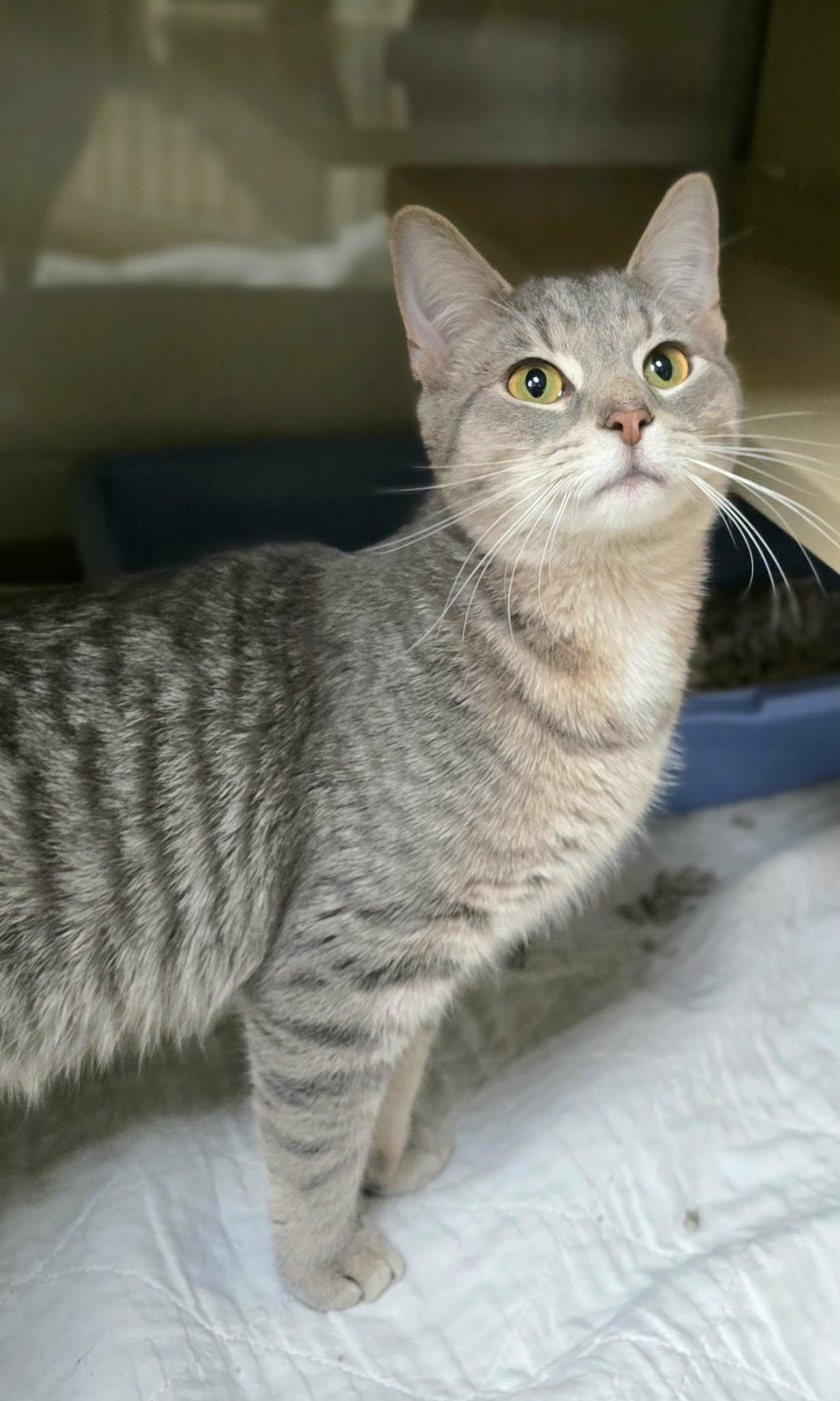 Enlarge Lenny, an adopted Domestic Short Hair in New Castle, PA image 3/4