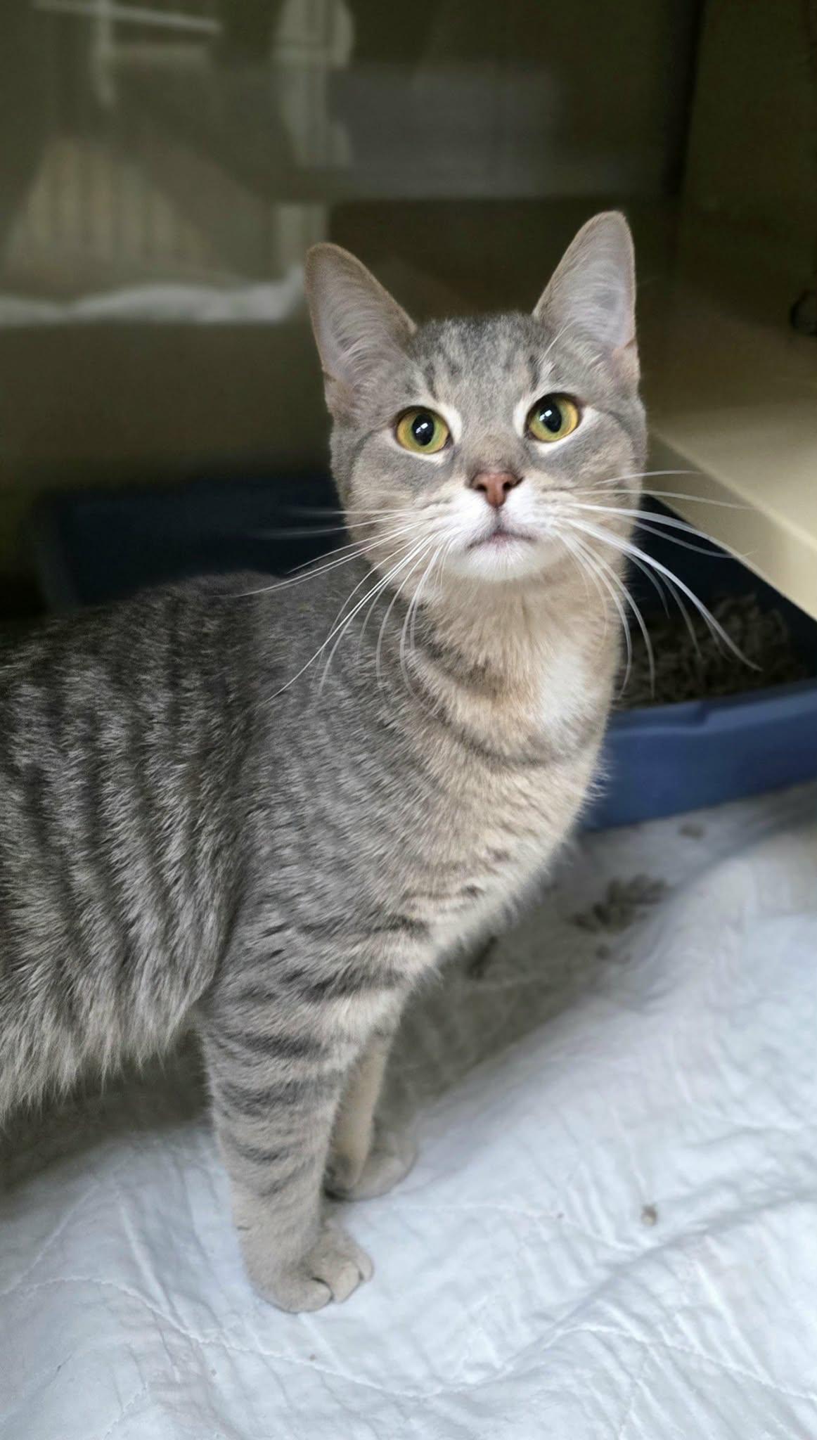 Enlarge Lenny, an adopted Domestic Short Hair in New Castle, PA image 4/4