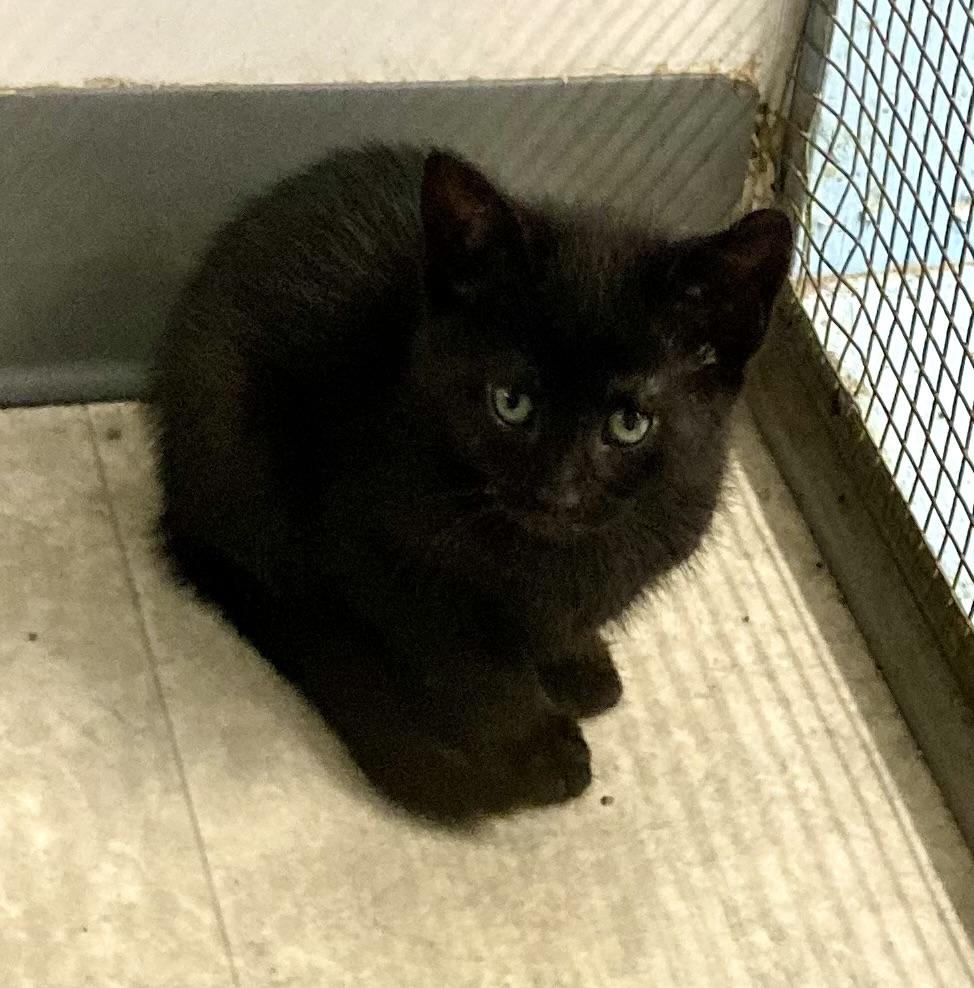 CATAMARAN, Baby Female Domestic Short Hair