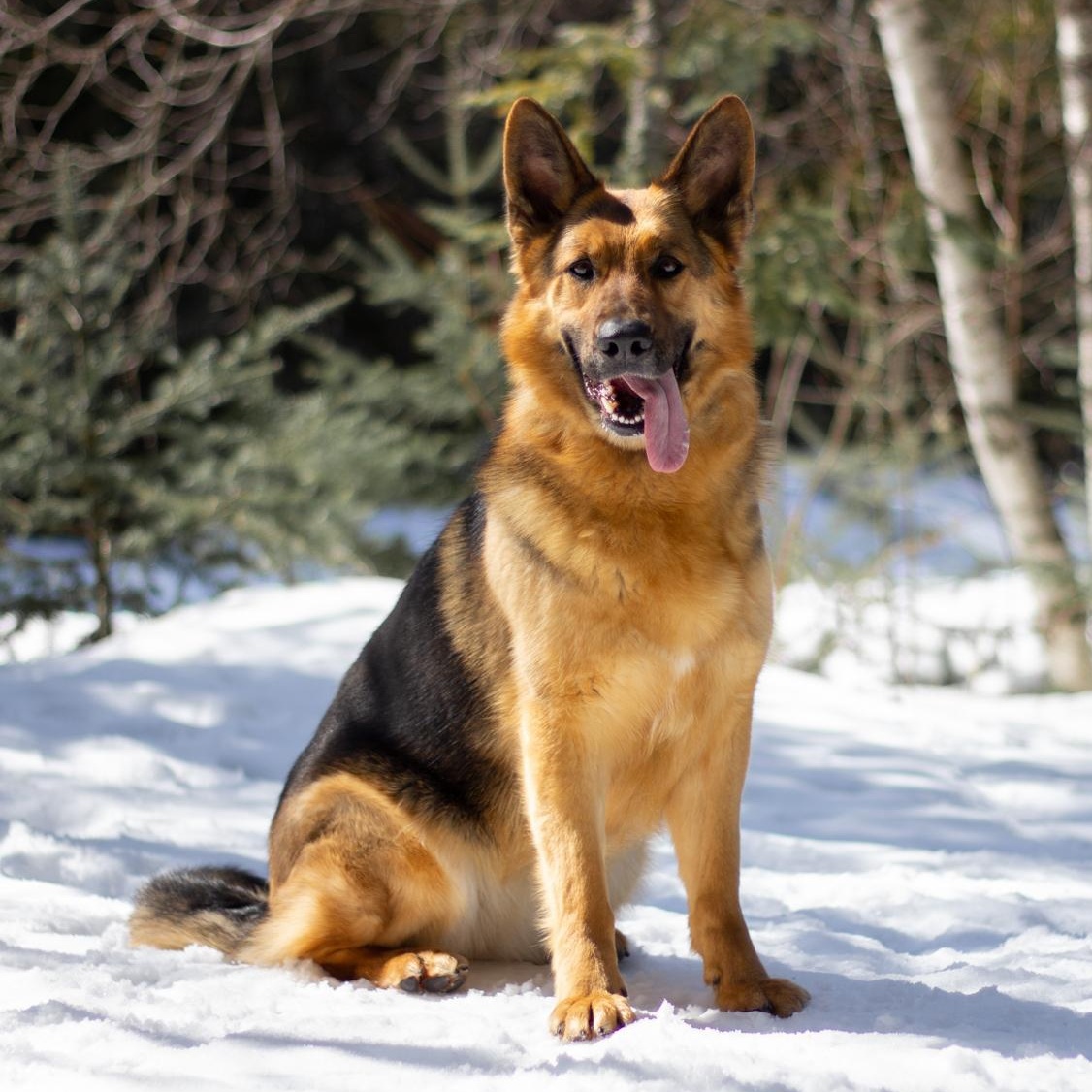 Enlarge Birka, a ADOPTABLE German Shepherd Dog in Saint-Colomban, QC image 1/5
