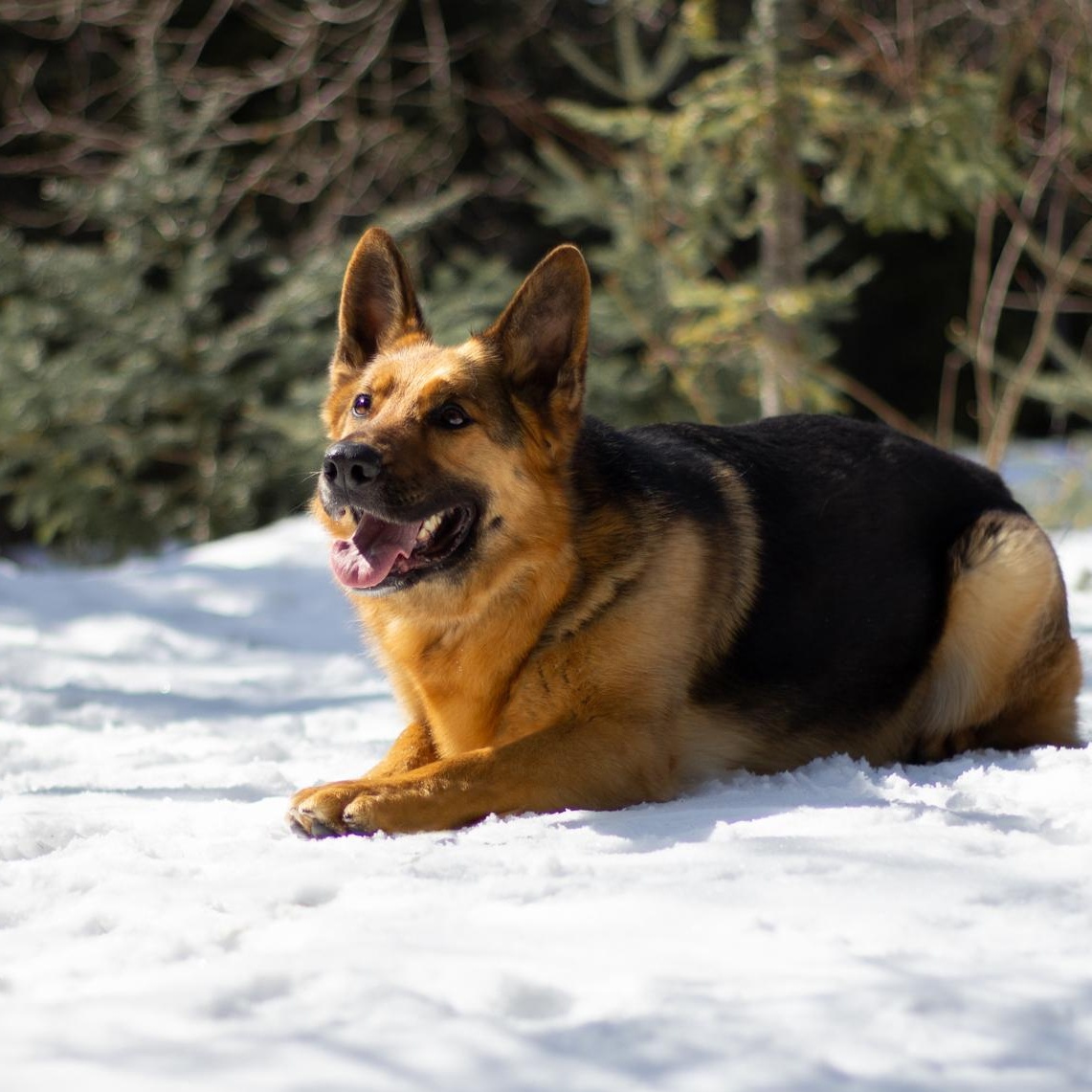 Enlarge Birka, a ADOPTABLE German Shepherd Dog in Saint-Colomban, QC image 4/5