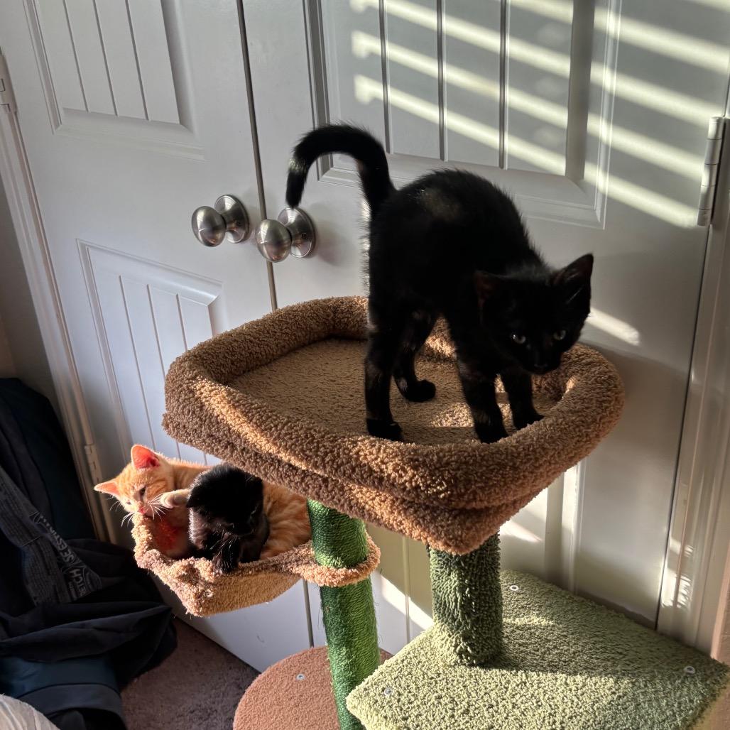 Luke, Adoptable, Kitten Male Domestic Short Hair.