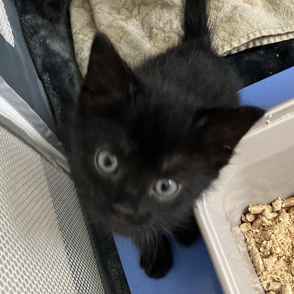 Enlarge Luke, a Adoptable Domestic Short Hair in Katy, TX image 2/4