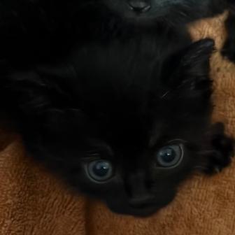 Enlarge Luke, a Adoptable Domestic Short Hair in Katy, TX image 3/4