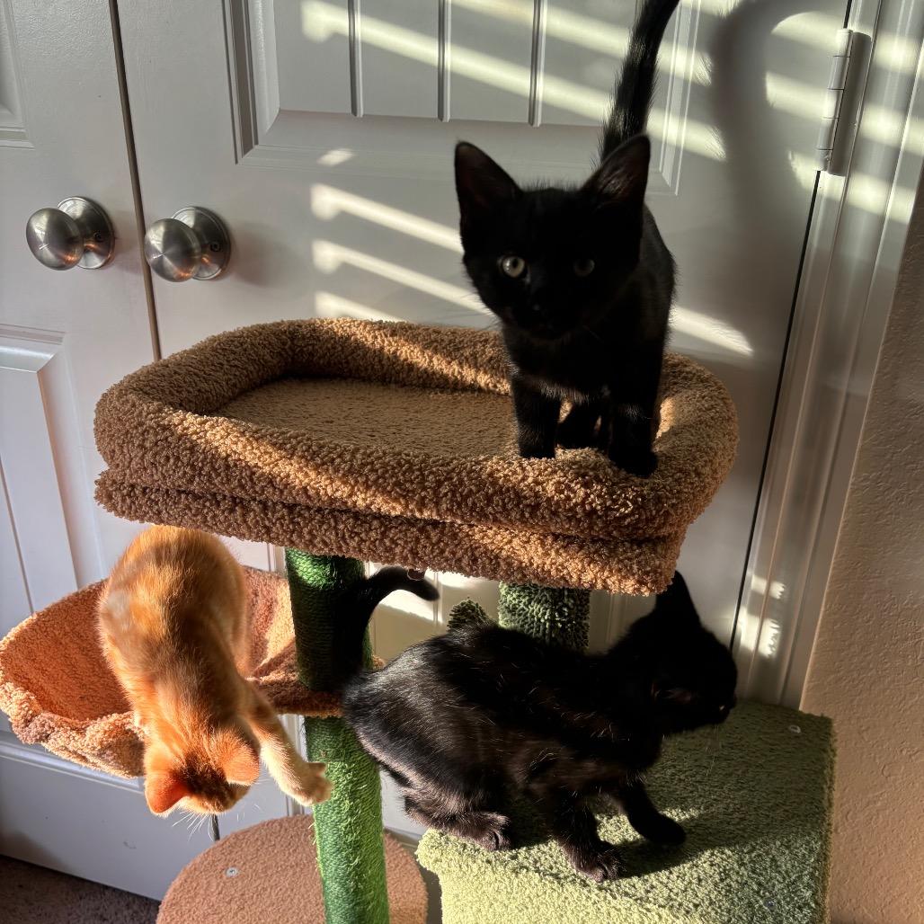 Enlarge Luke, a Adoptable Domestic Short Hair in Katy, TX image 4/4