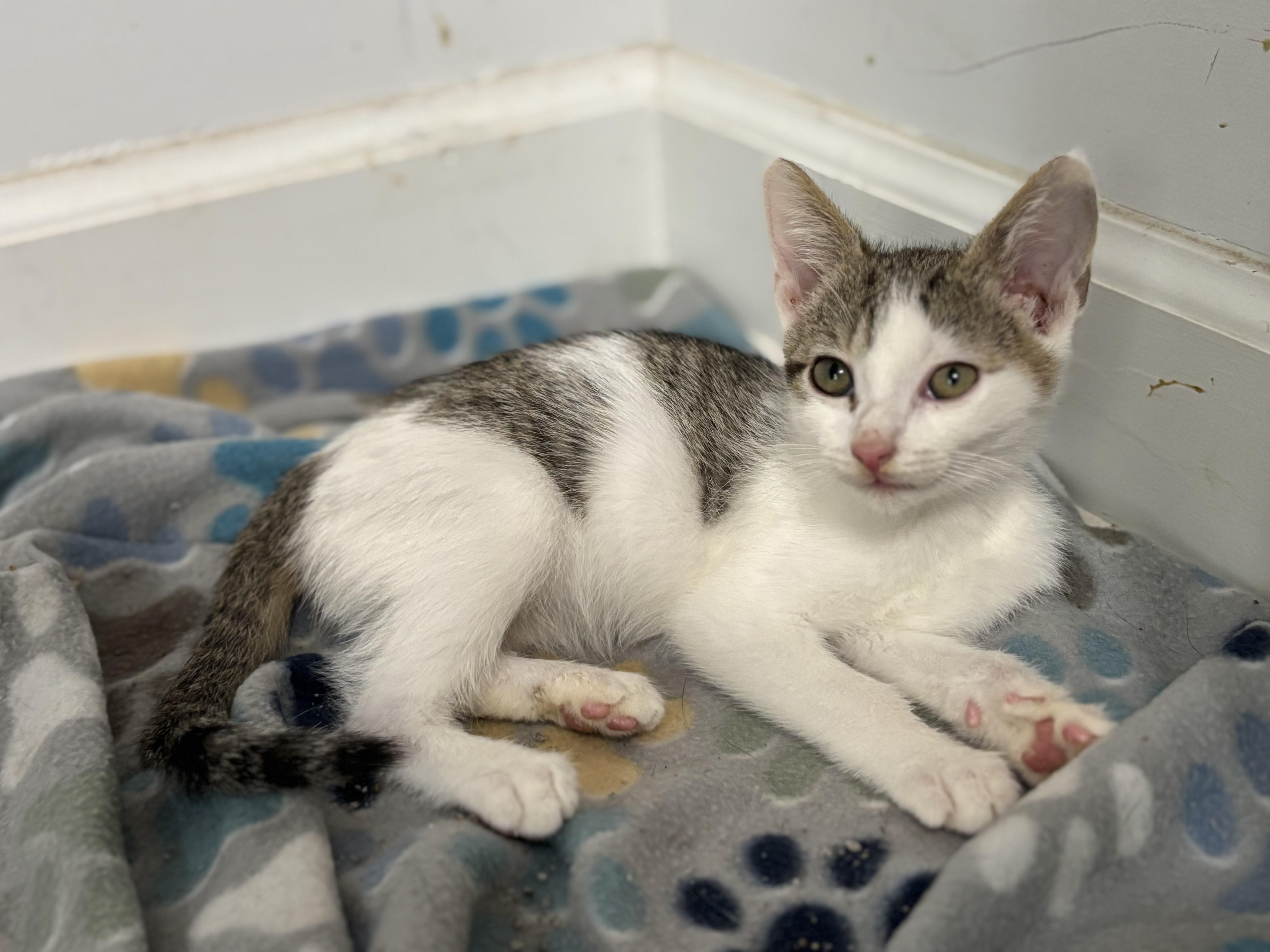 Enlarge Ribeye, a Adopted Domestic Short Hair in Leesville, SC image 2/4