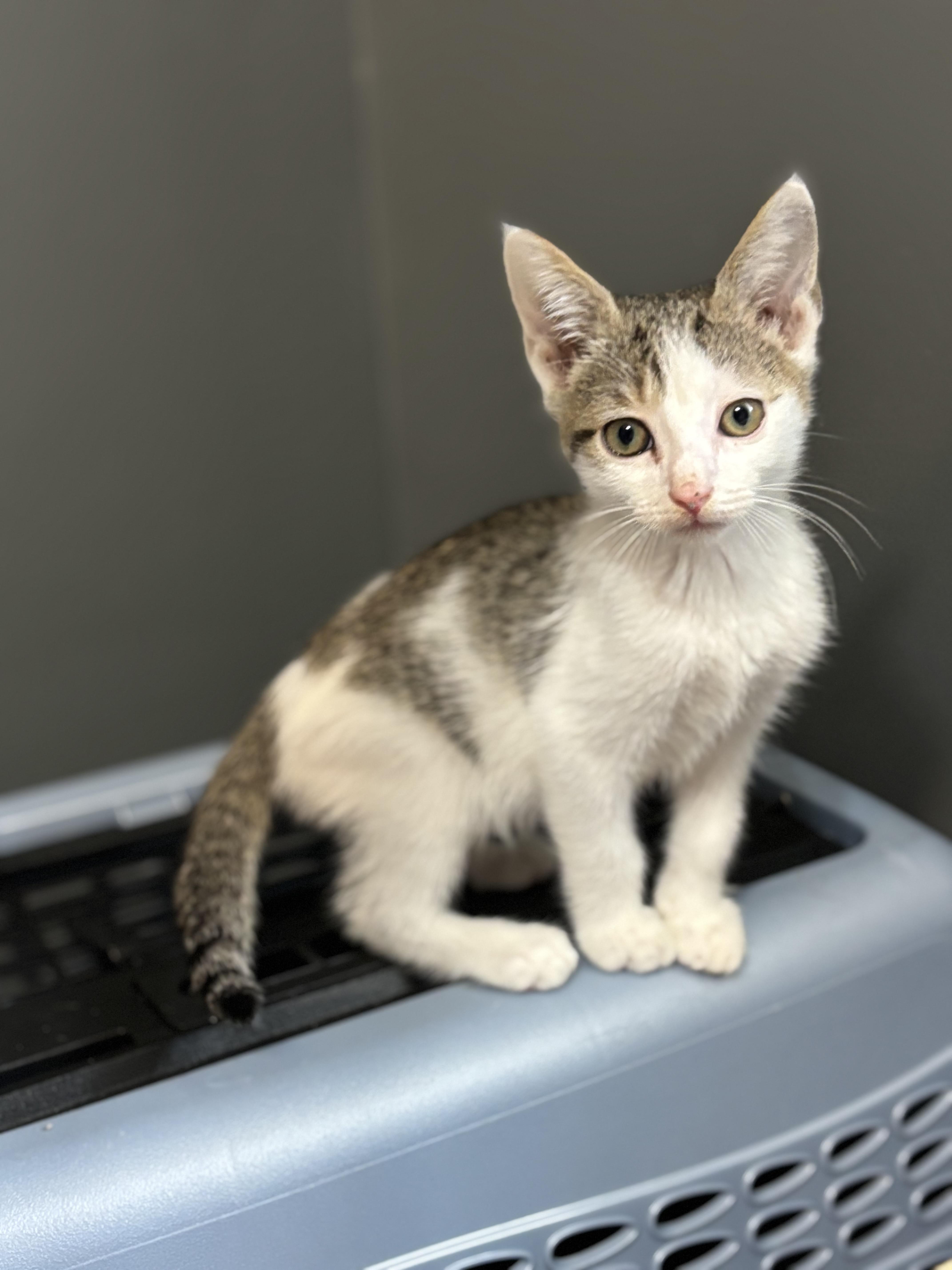 Enlarge Ribeye, a Adopted Domestic Short Hair in Leesville, SC image 3/4