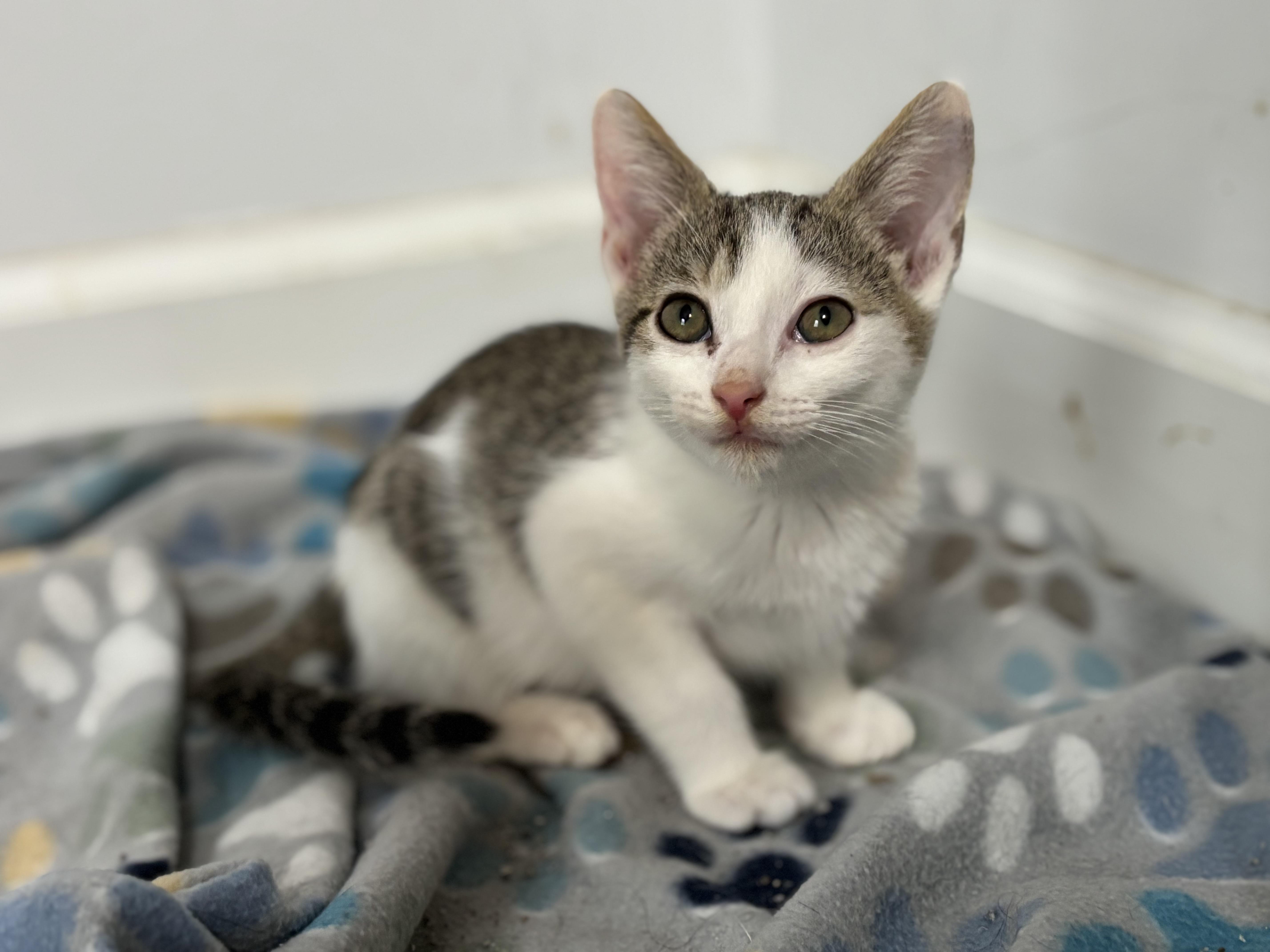 Enlarge Ribeye, a Adopted Domestic Short Hair in Leesville, SC image 4/4