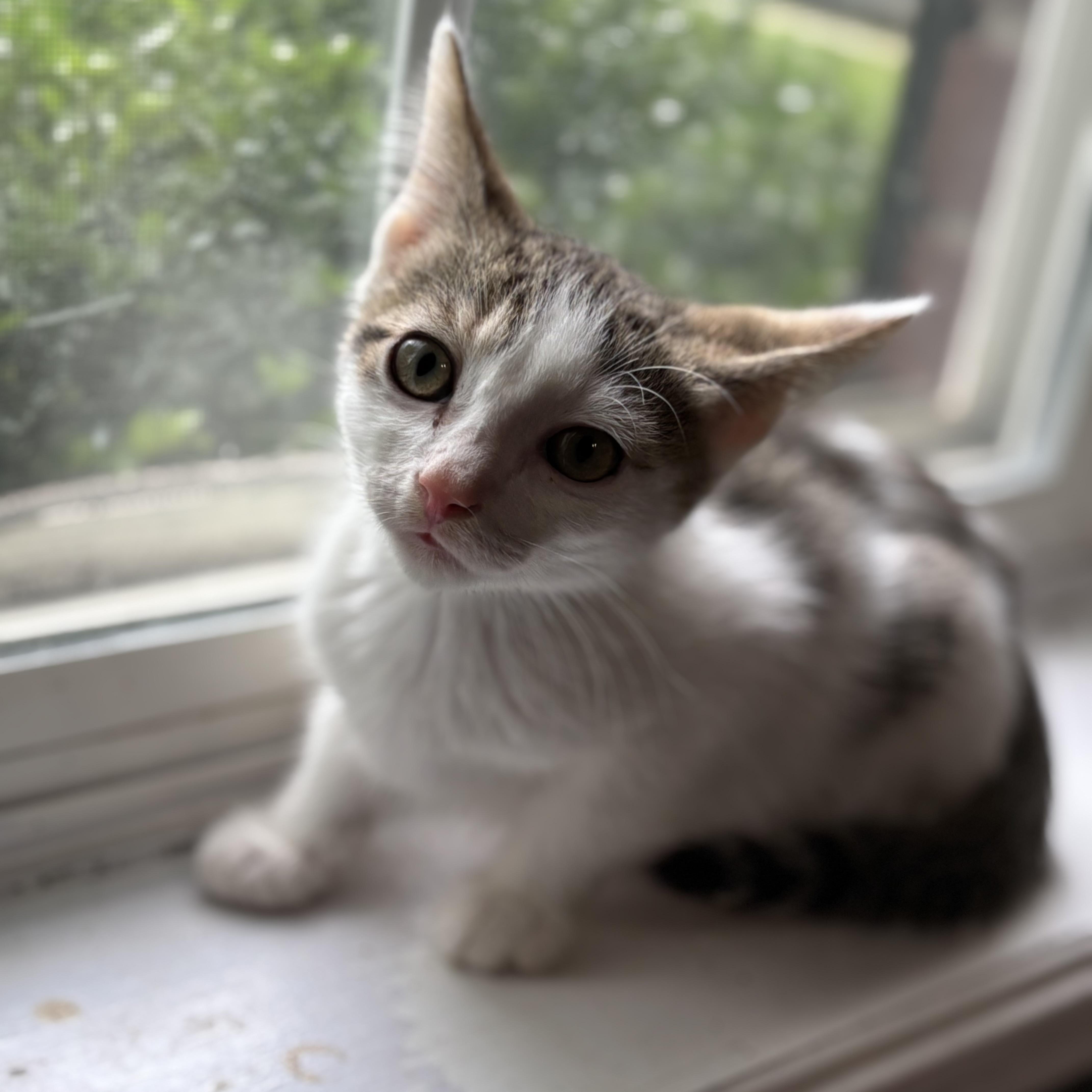 Ribeye, Adopted, Young Male Domestic Short Hair.