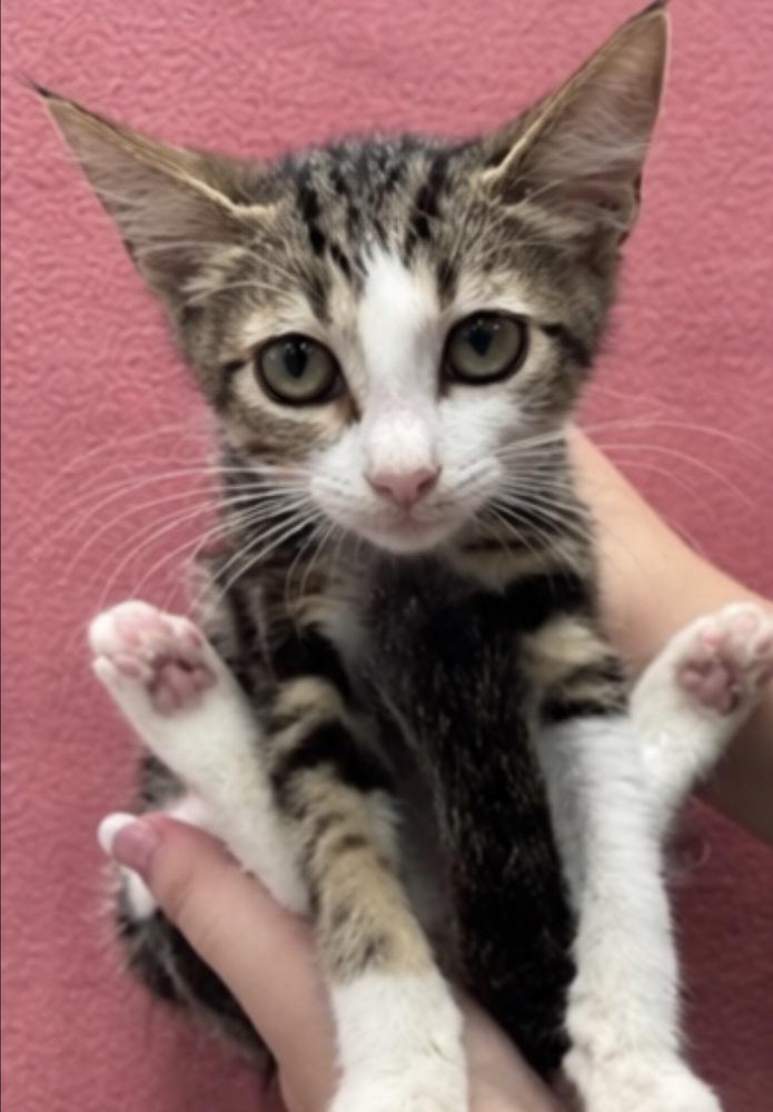 Gia, Adoptable, Kitten Female Domestic Short Hair.