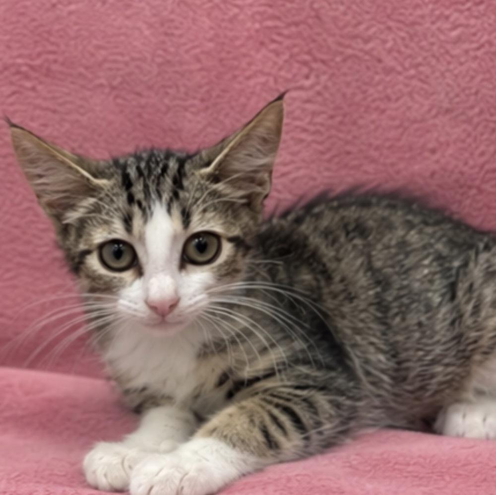 Enlarge Gia, a Adoptable Domestic Short Hair in Hudson, NH image 2/3
