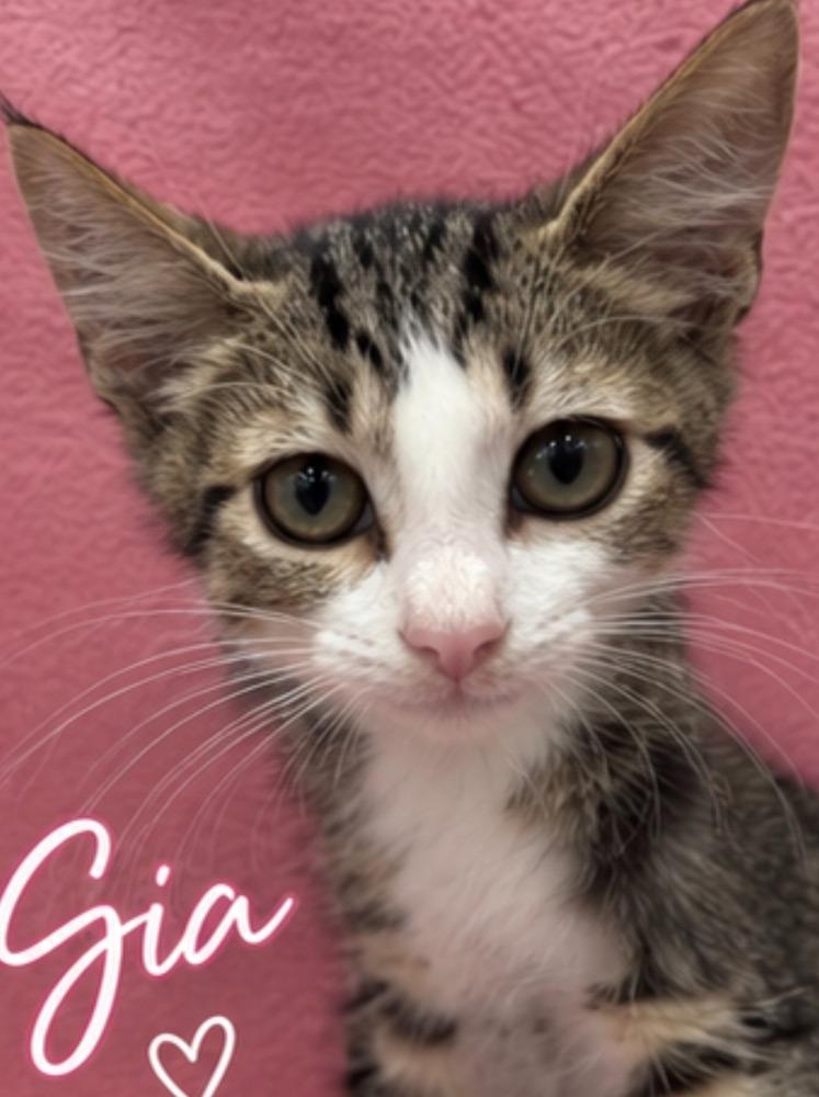 Enlarge Gia, a Adoptable Domestic Short Hair in Hudson, NH image 3/3