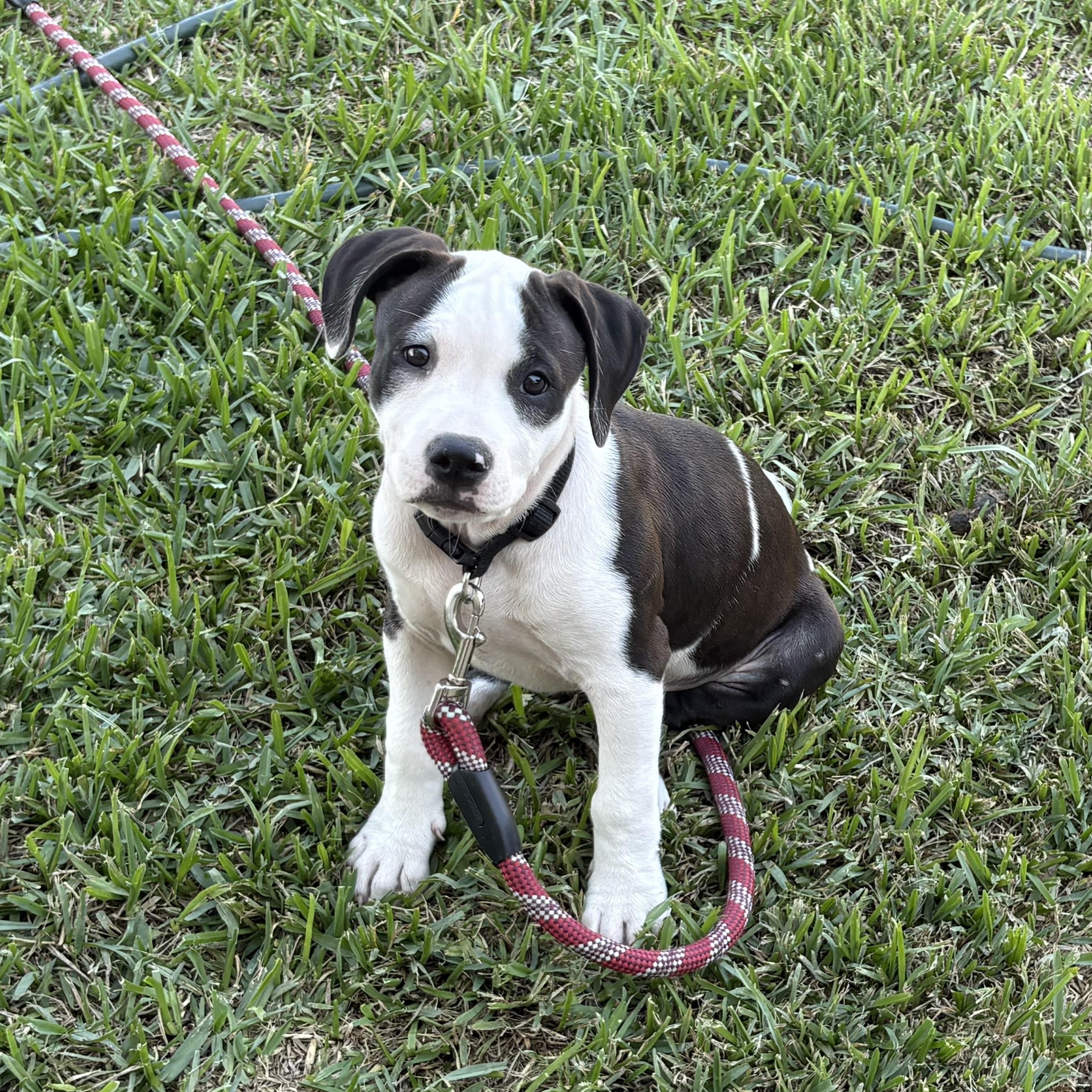 Enlarge Rhythm, a Adoptable mixed breed in Plano, TX image 1/5
