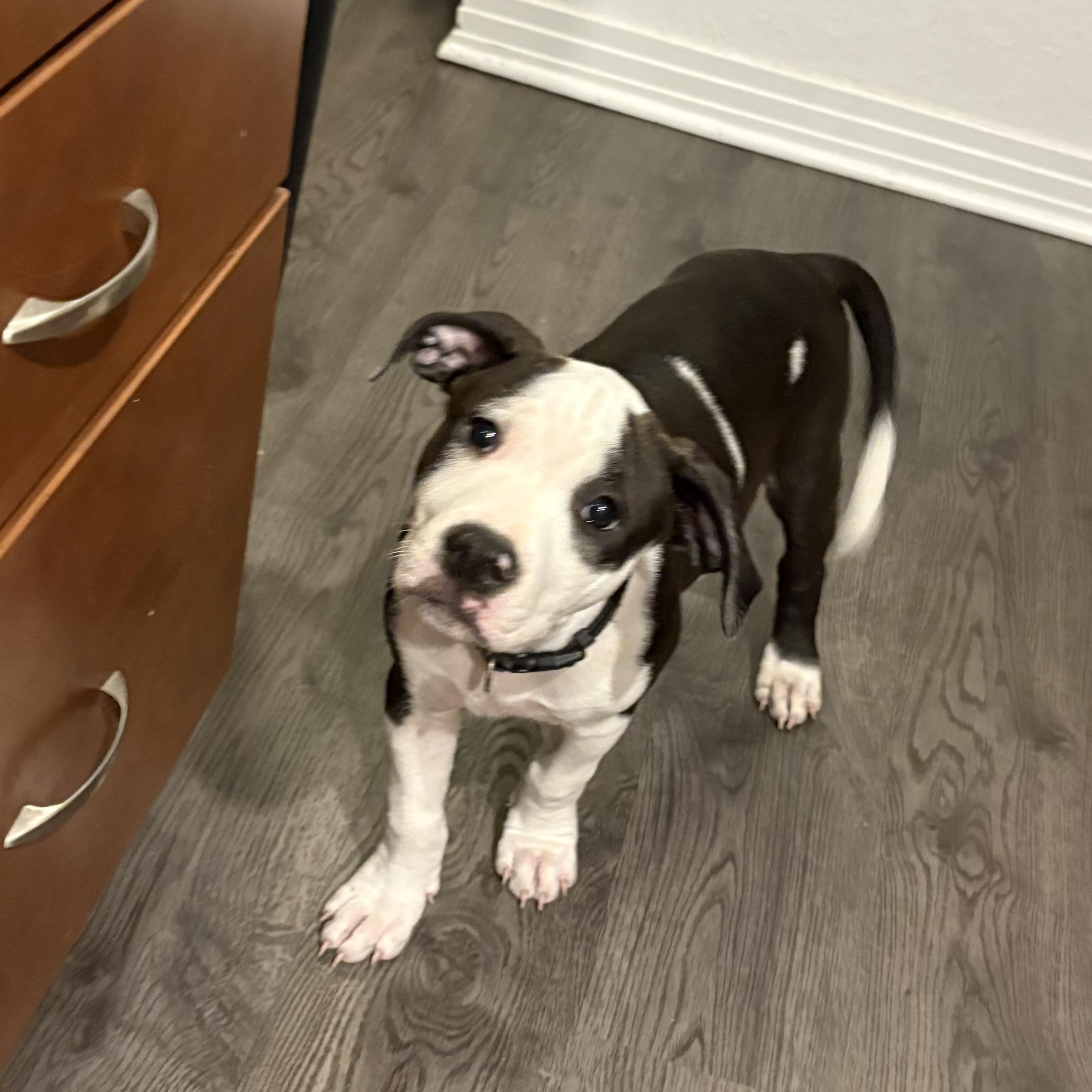 Enlarge Rhythm, a Adoptable mixed breed in Plano, TX image 5/5