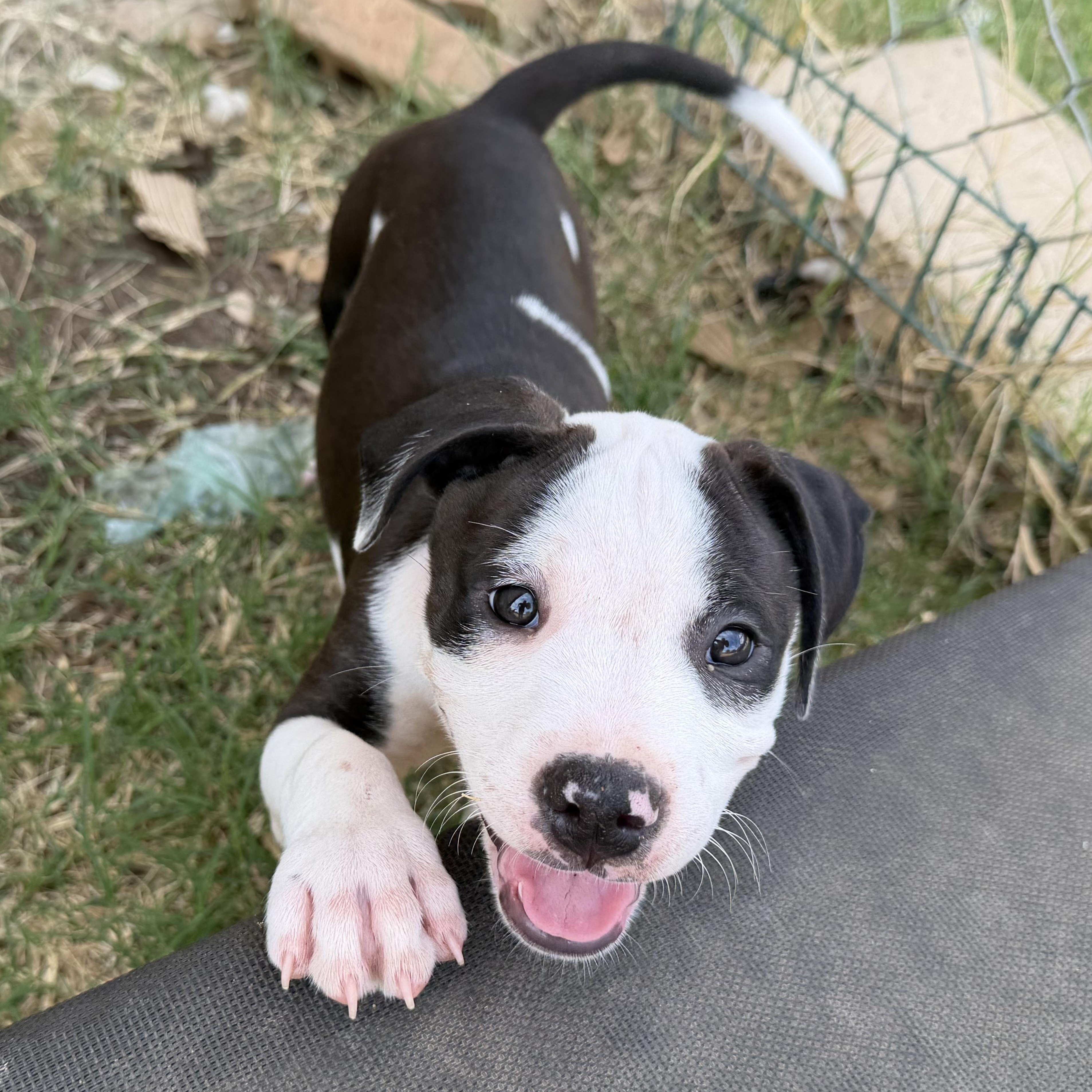 Enlarge Rhythm, a Adoptable mixed breed in Plano, TX image 3/5