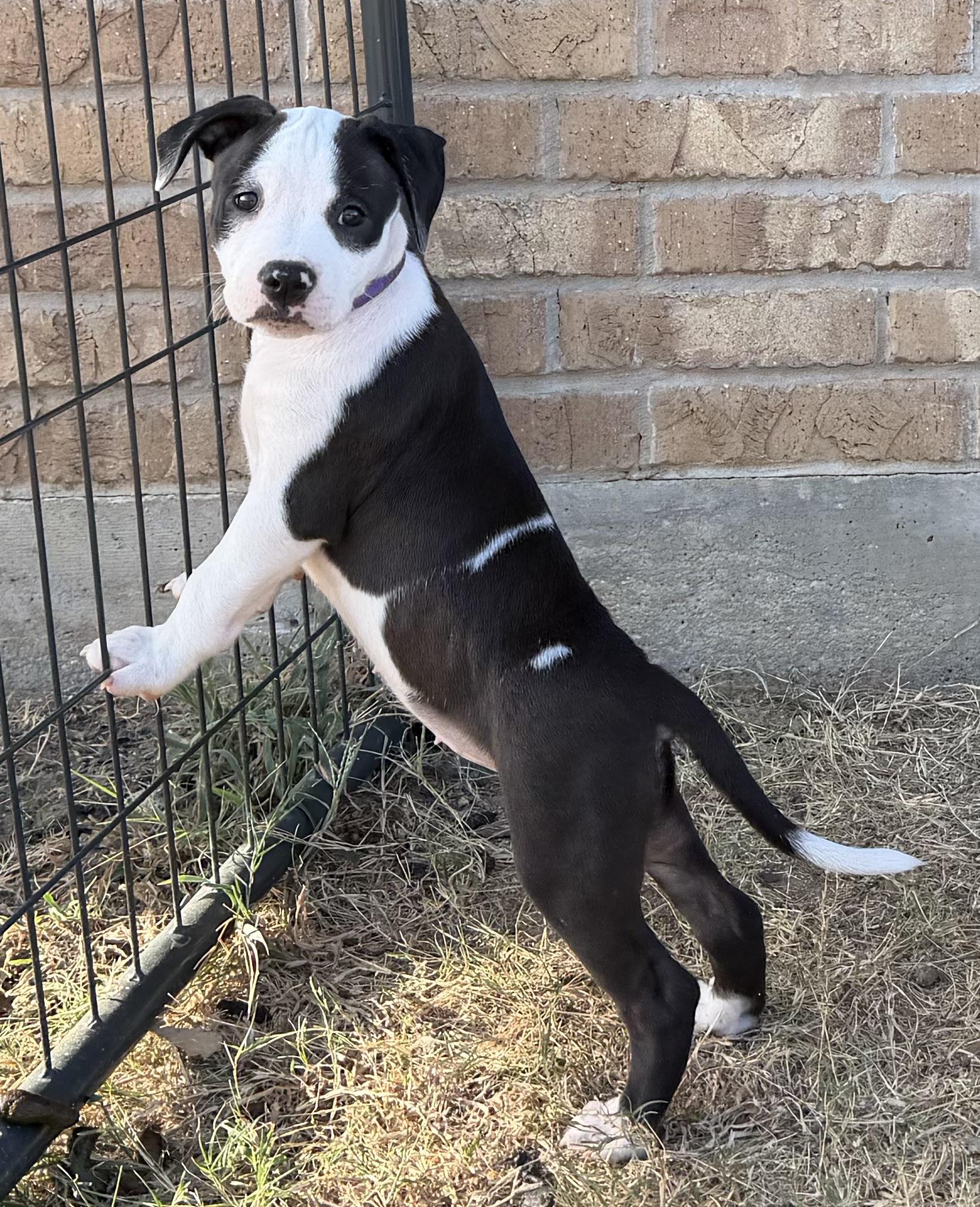 Enlarge Rhythm, a Adoptable mixed breed in Plano, TX image 4/5