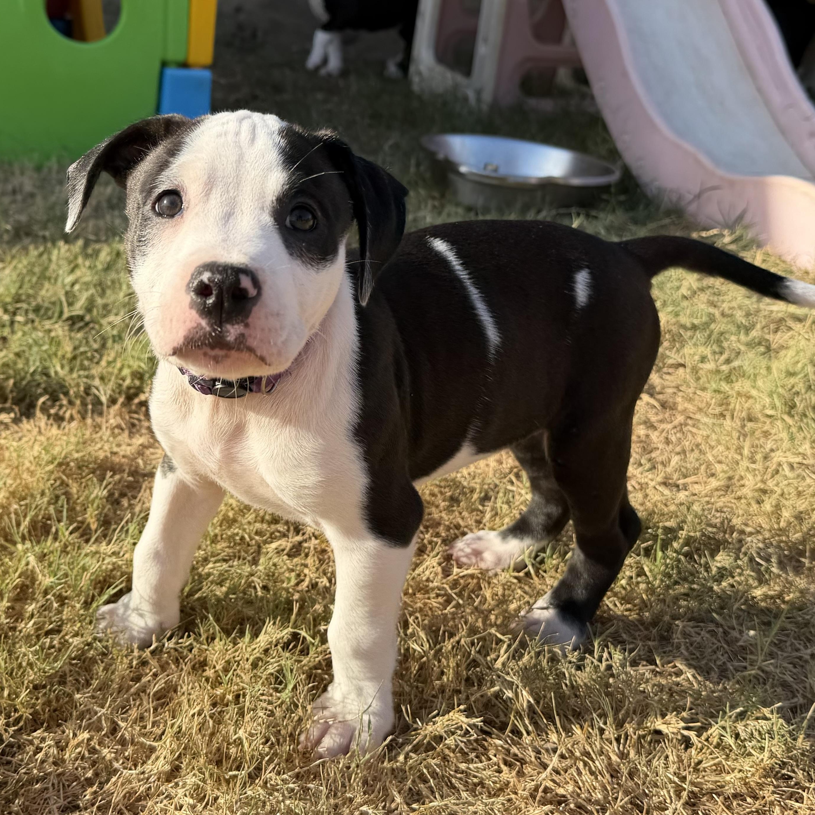Enlarge Rhythm, a Adoptable mixed breed in Plano, TX image 2/5