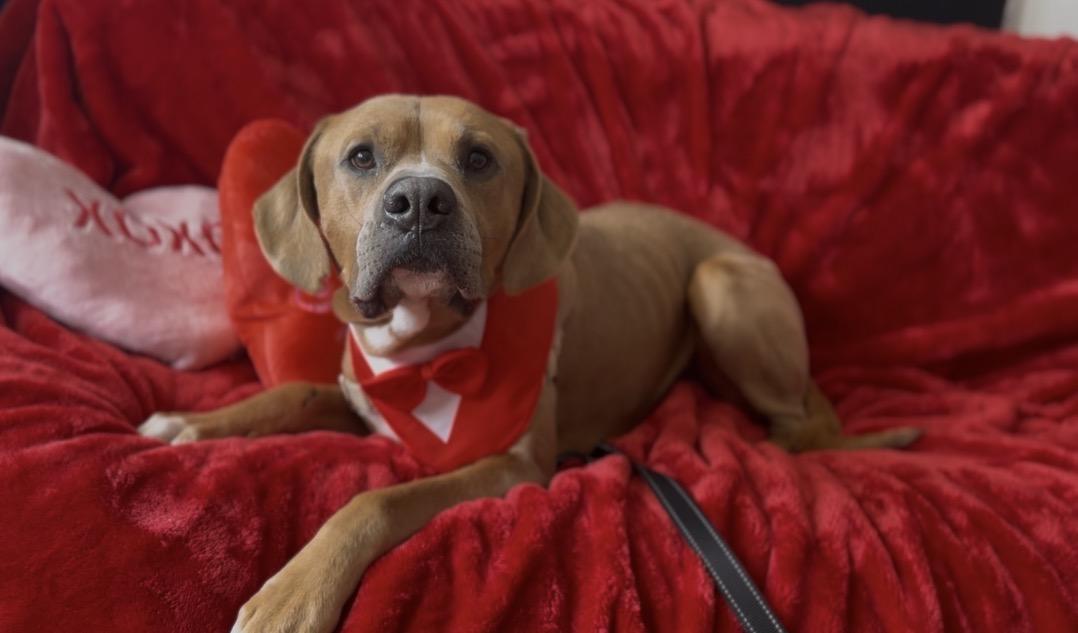 Jethro — thumbnail 2