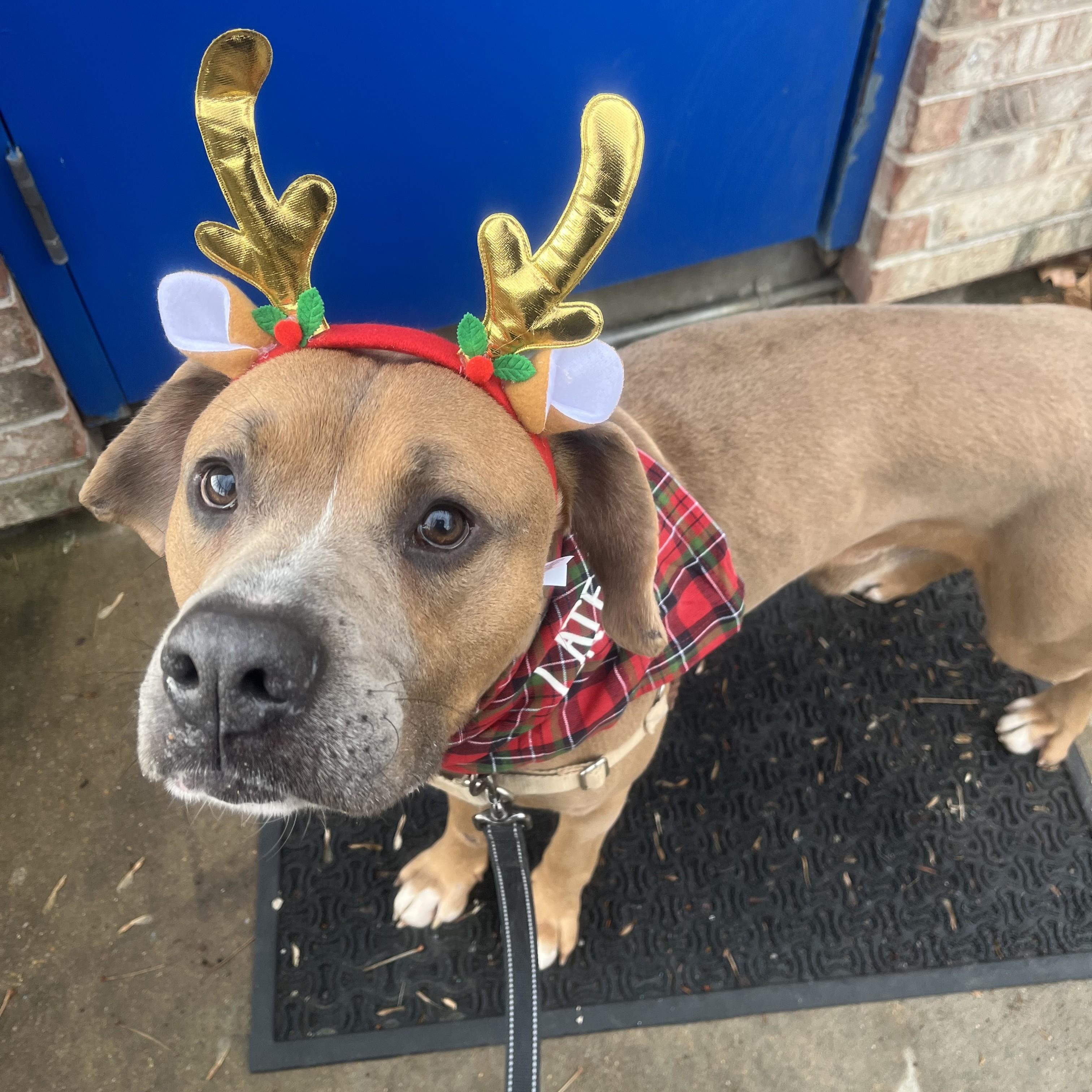 Jethro — thumbnail 4