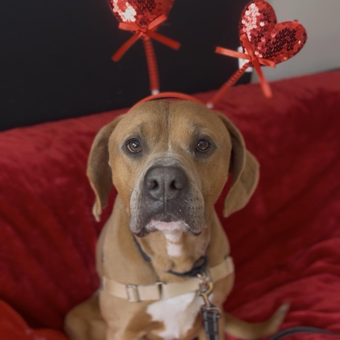 Jethro — thumbnail 5