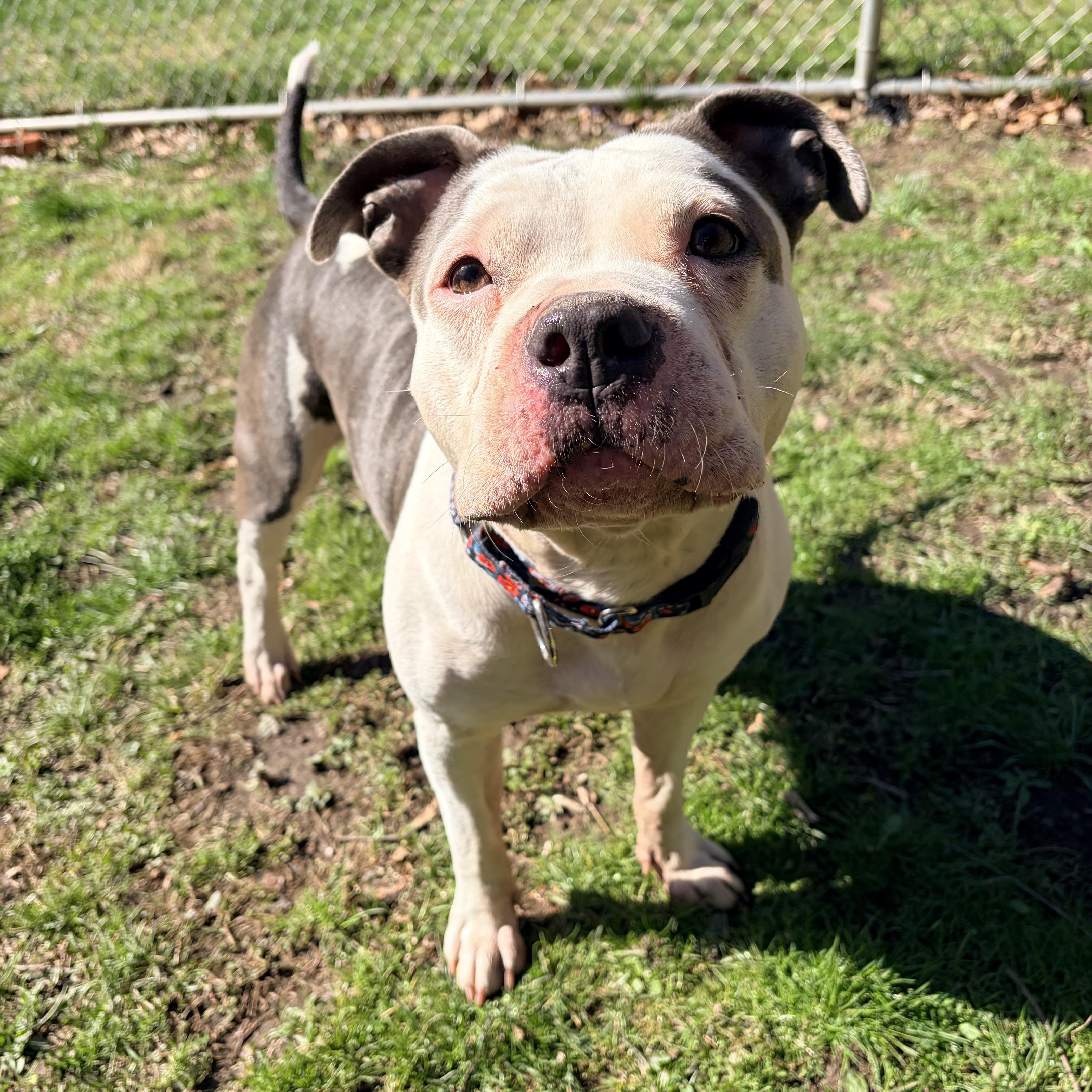Coda Rae , ADOPTABLE, Adult Female American Bully & Pit Bull Terrier.