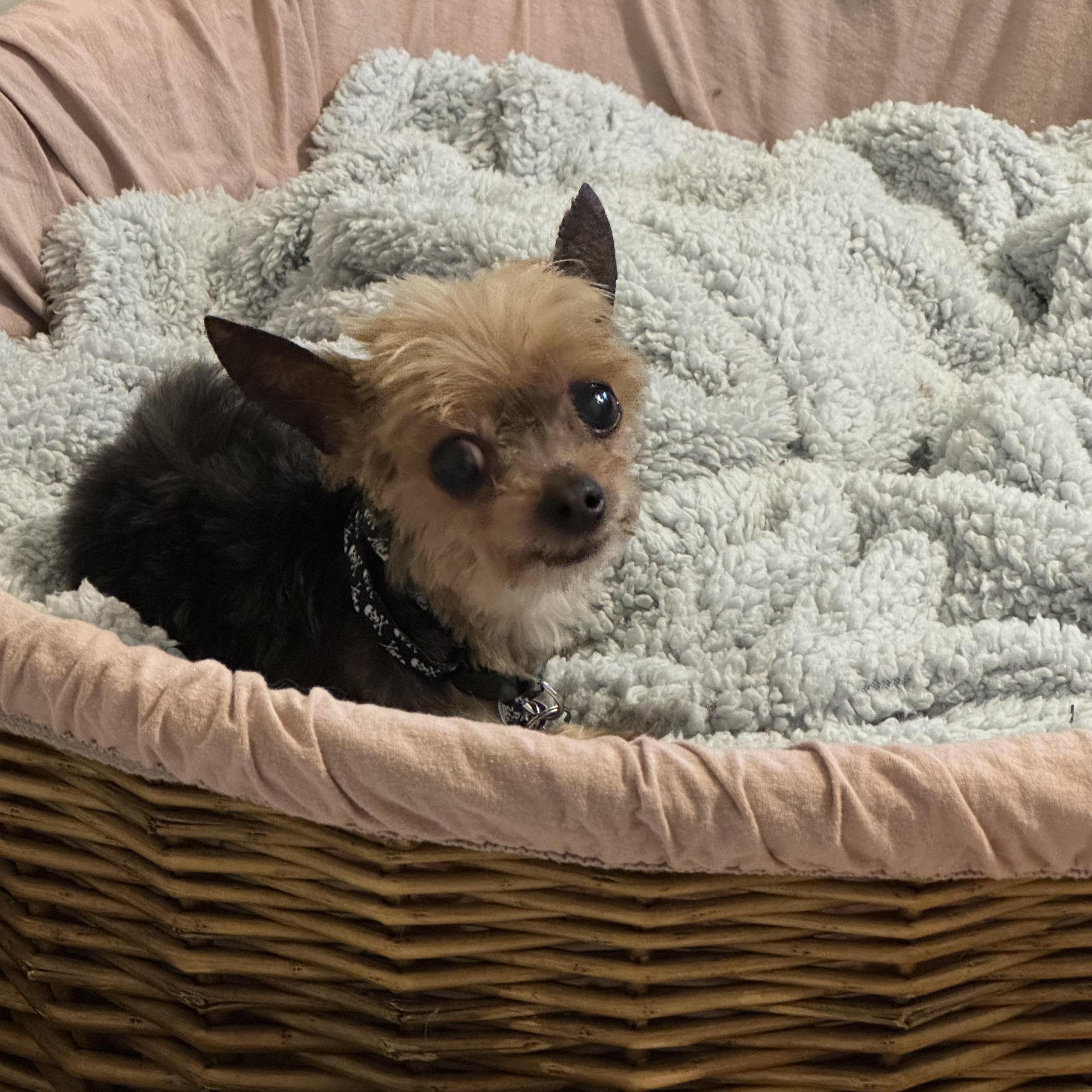 Enlarge Crumb, an adopted Yorkshire Terrier in Rockville, MD image 5/5