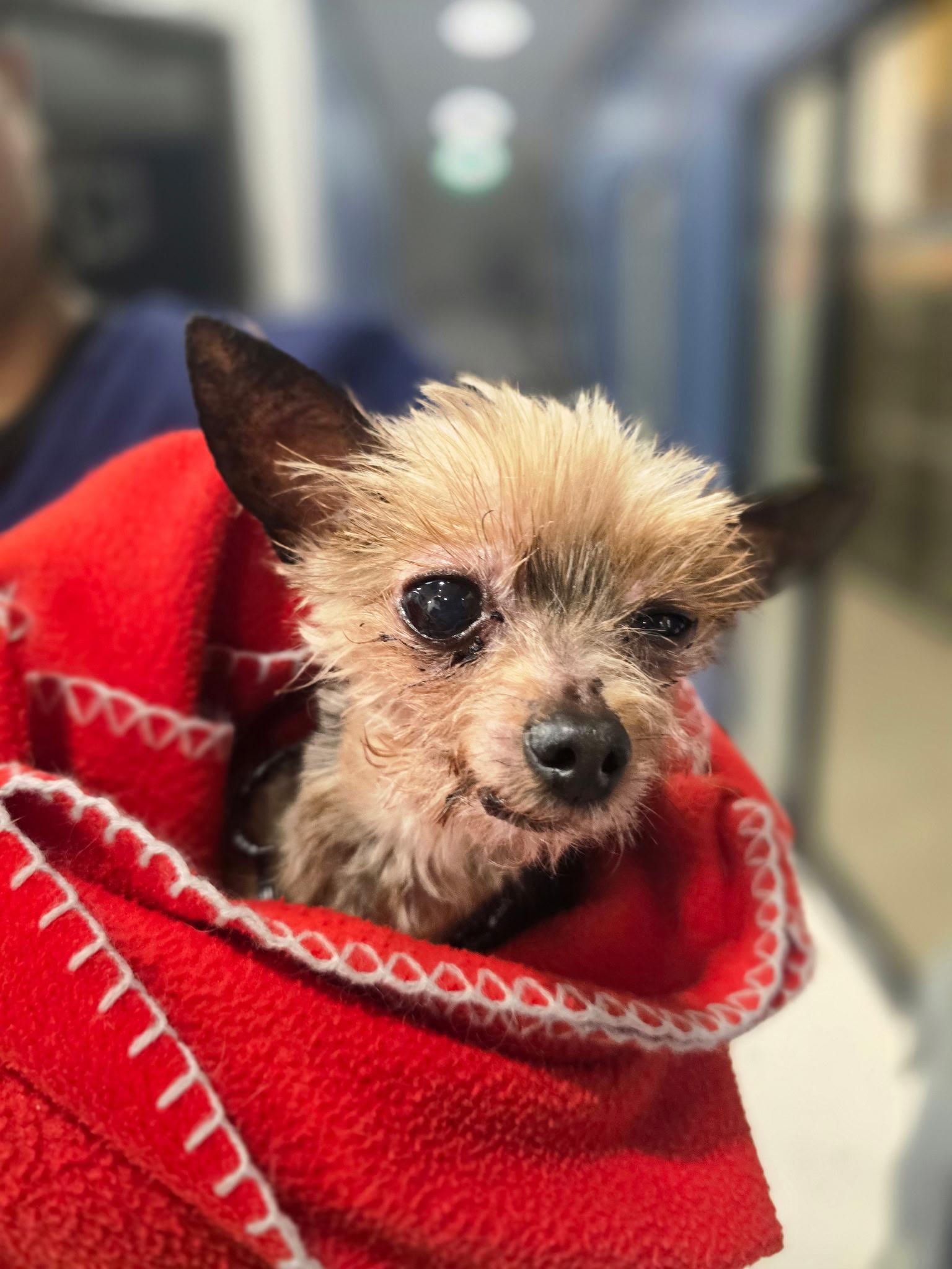 Enlarge Crumb, an adopted Yorkshire Terrier in Rockville, MD image 3/5