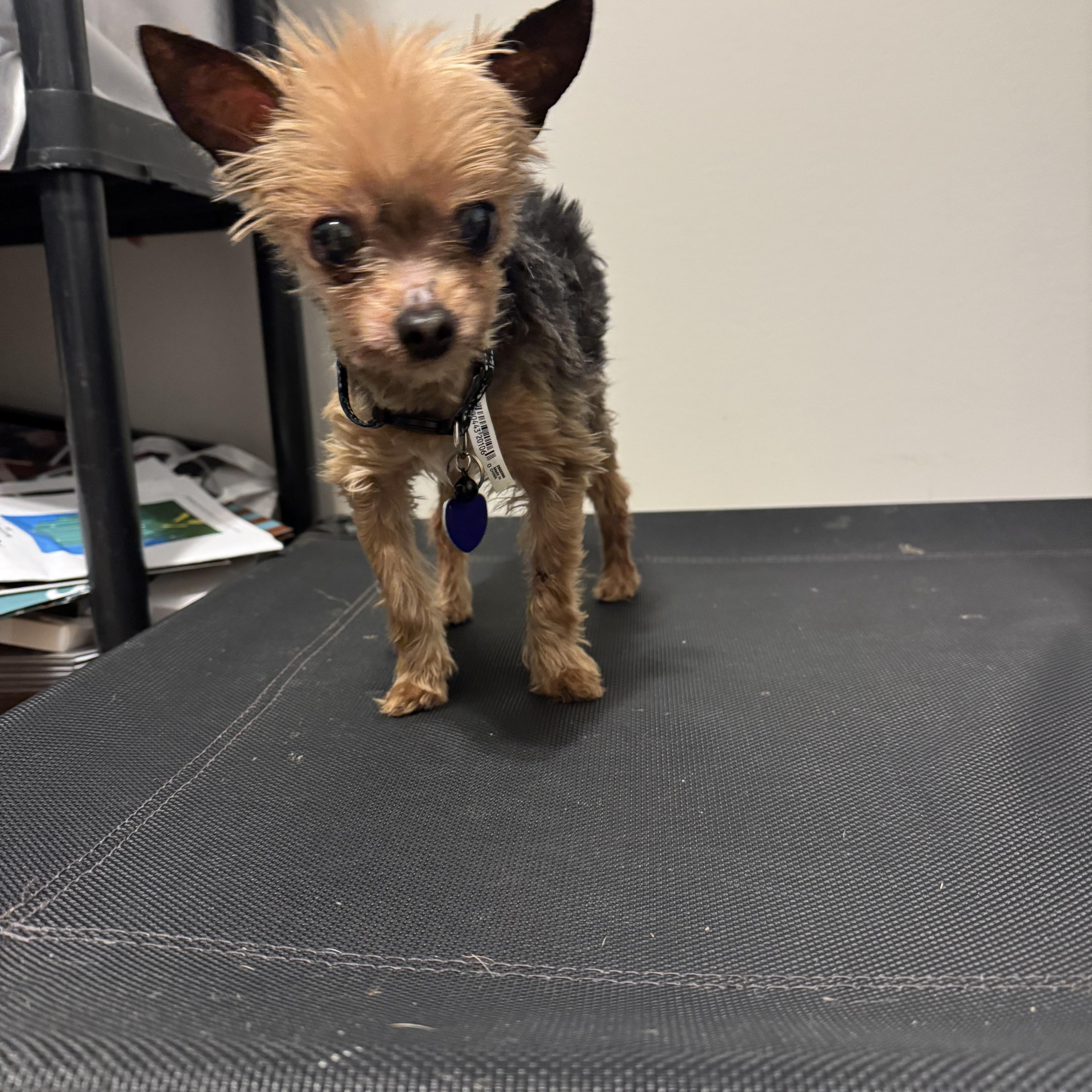 Enlarge Crumb, an adopted Yorkshire Terrier in Rockville, MD image 4/5