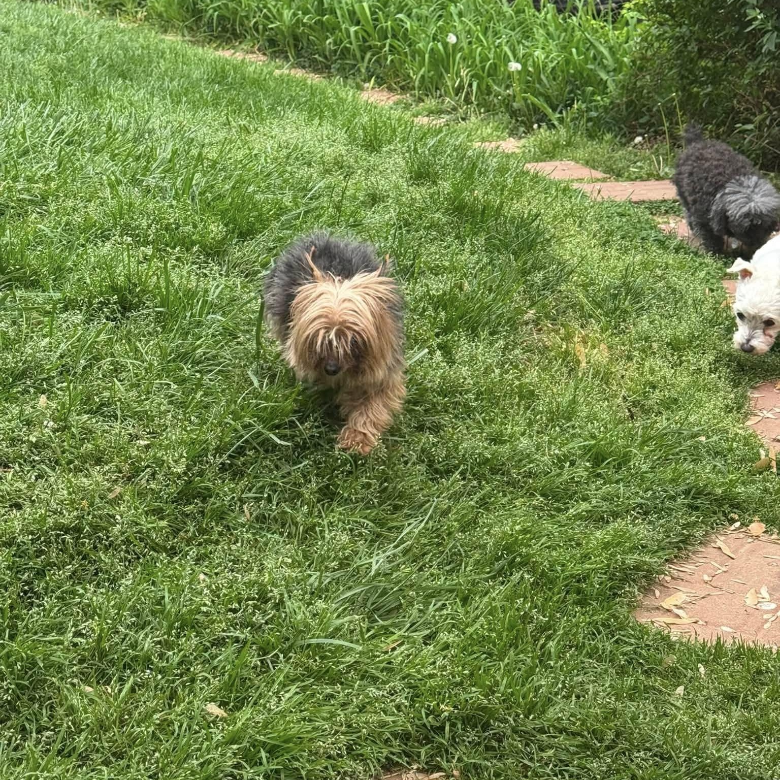 Enlarge Crumb, an adopted Yorkshire Terrier in Rockville, MD image 2/5